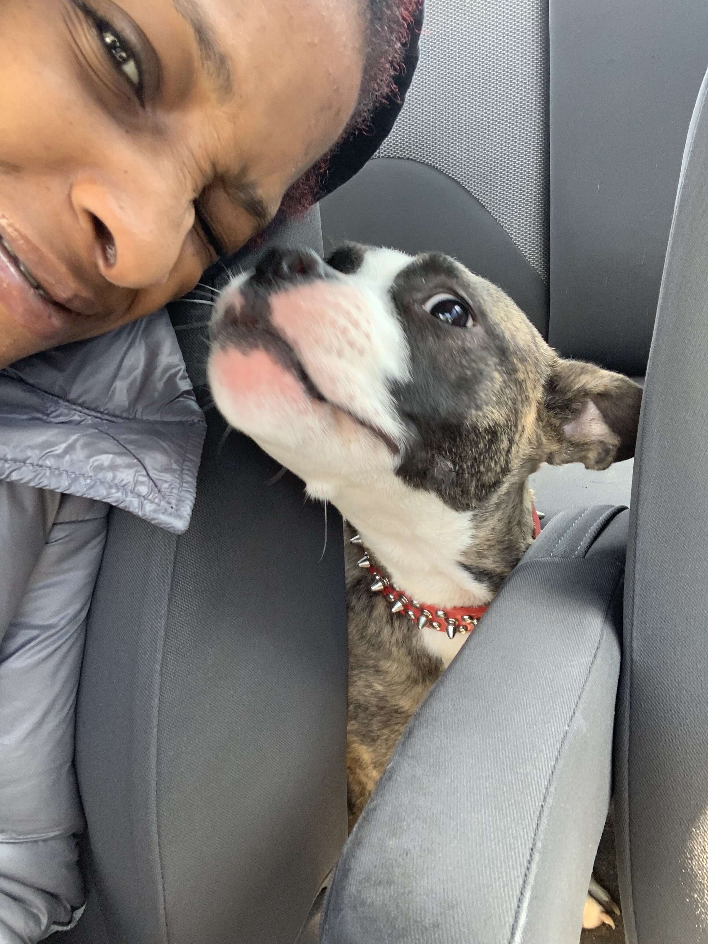 American pit bull terrier image 3