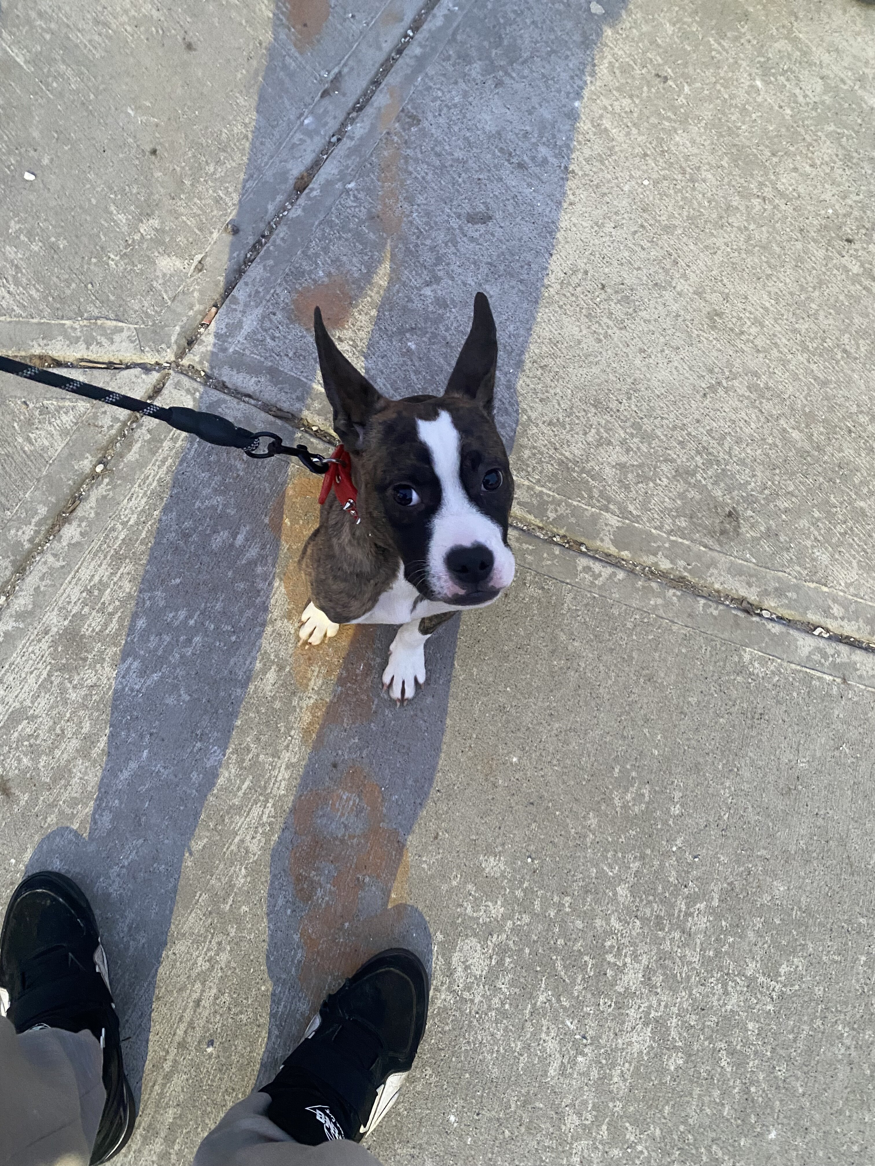 American pit bull terrier image 4