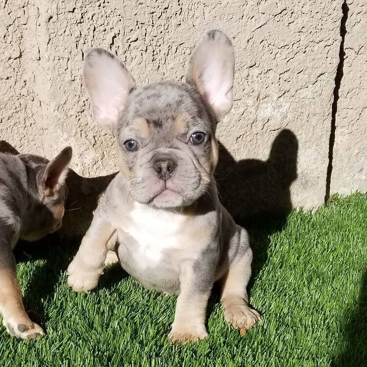 Sweet 10-week-old French Bulldog fluffy puppy image 2