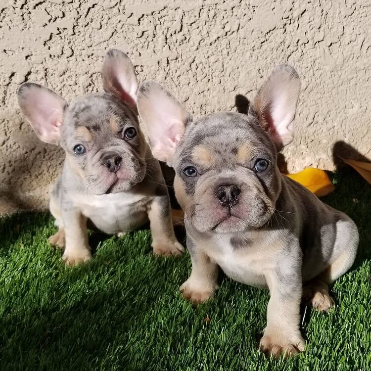 Sweet 10-week-old French Bulldog fluffy puppy image 3
