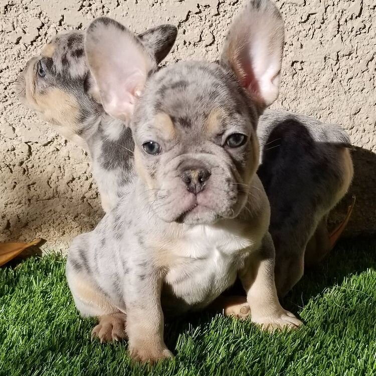 Sweet 10-week-old French Bulldog fluffy puppy image 4