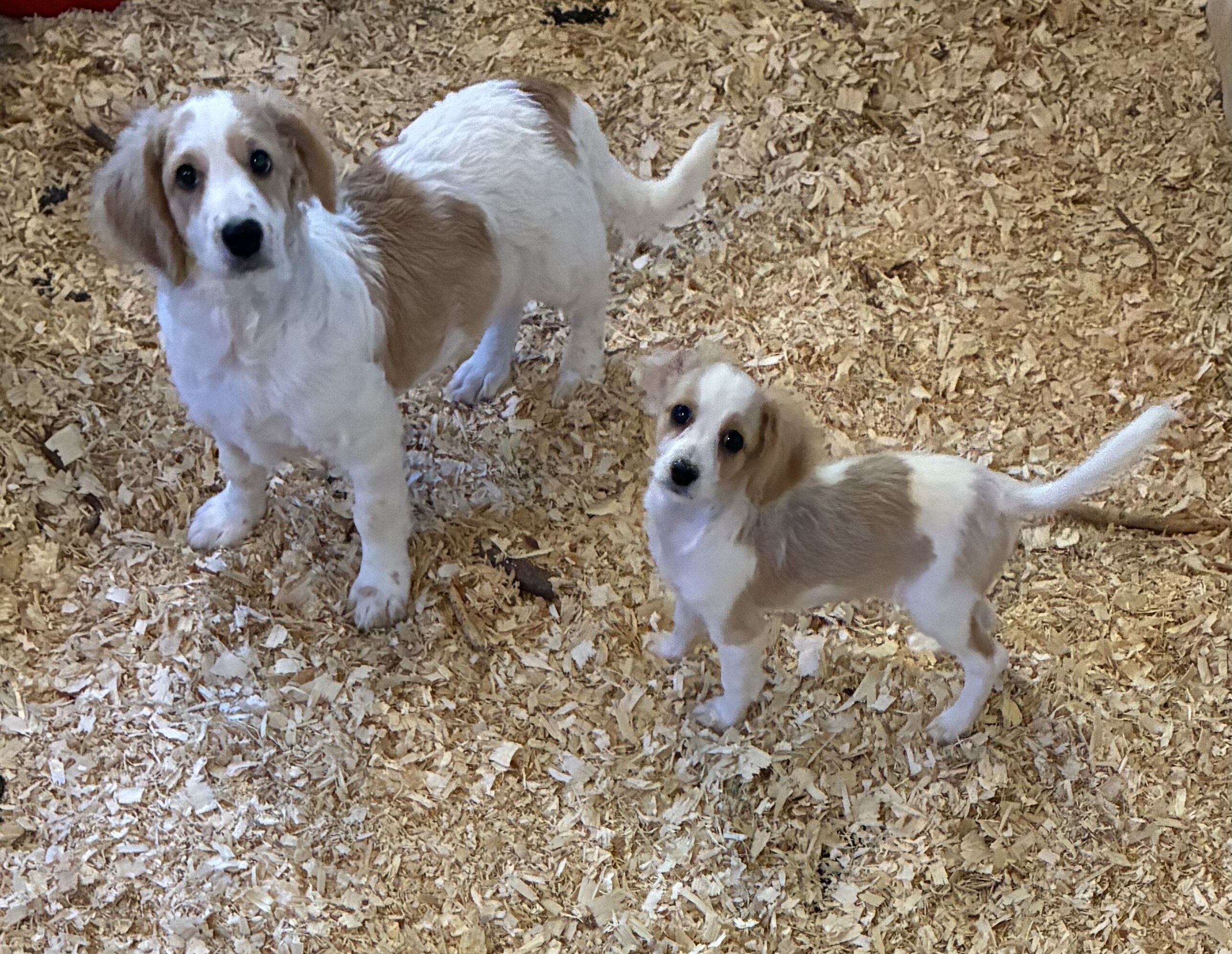 Cavapoo puppies for sale in Michigan puppies are s image 1