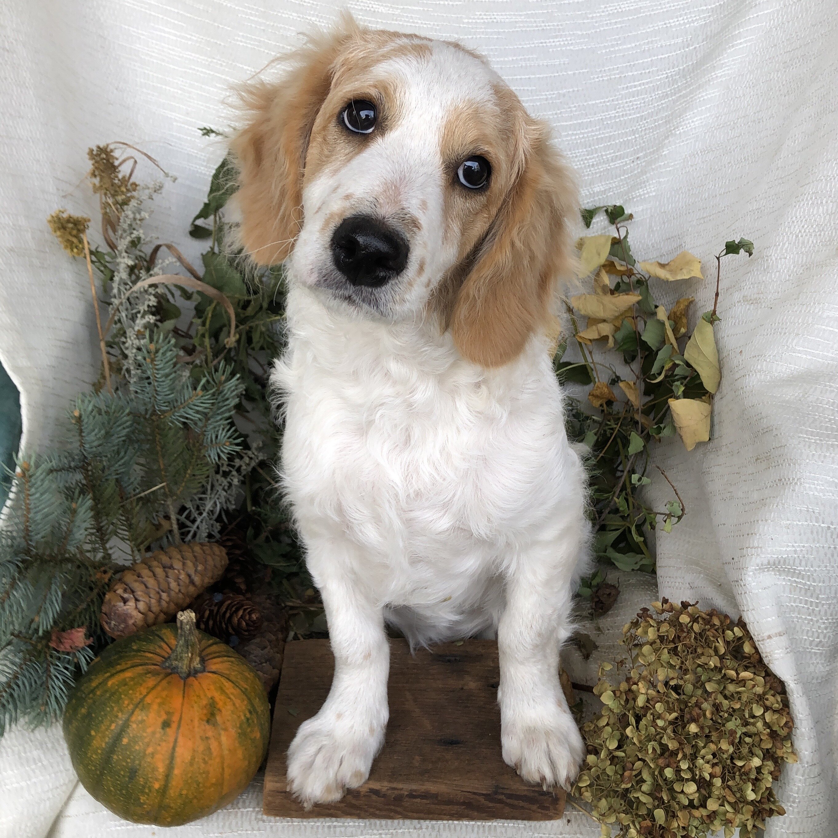 Cavapoo puppies for sale in Michigan puppies are s image 3