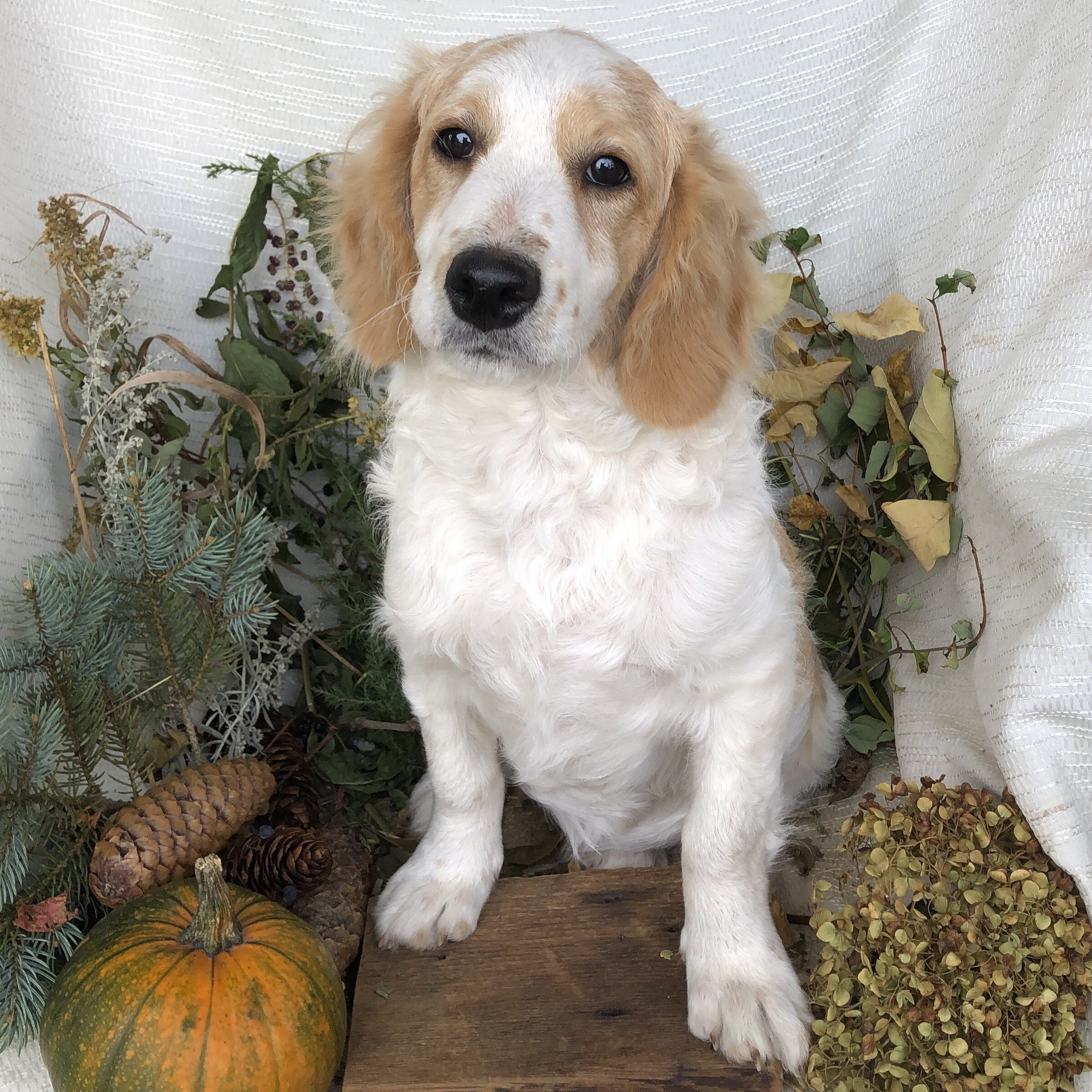 Cavapoo puppies for sale in Michigan puppies are s image 2