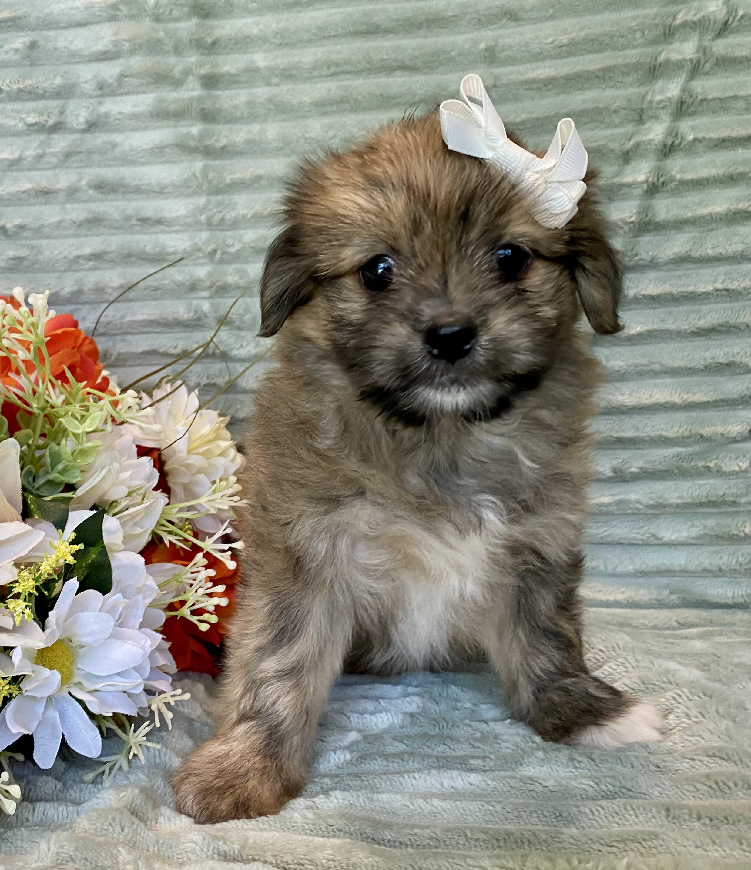 Shihtzu mix image 1