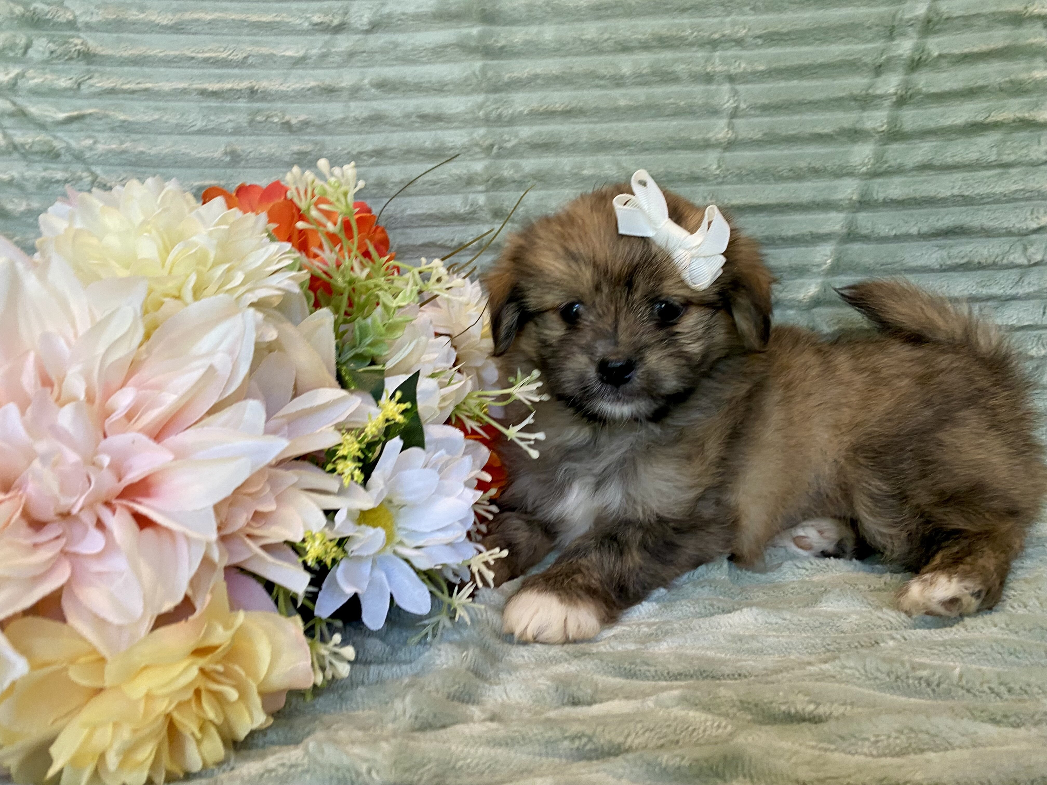 Shihtzu mix image 2