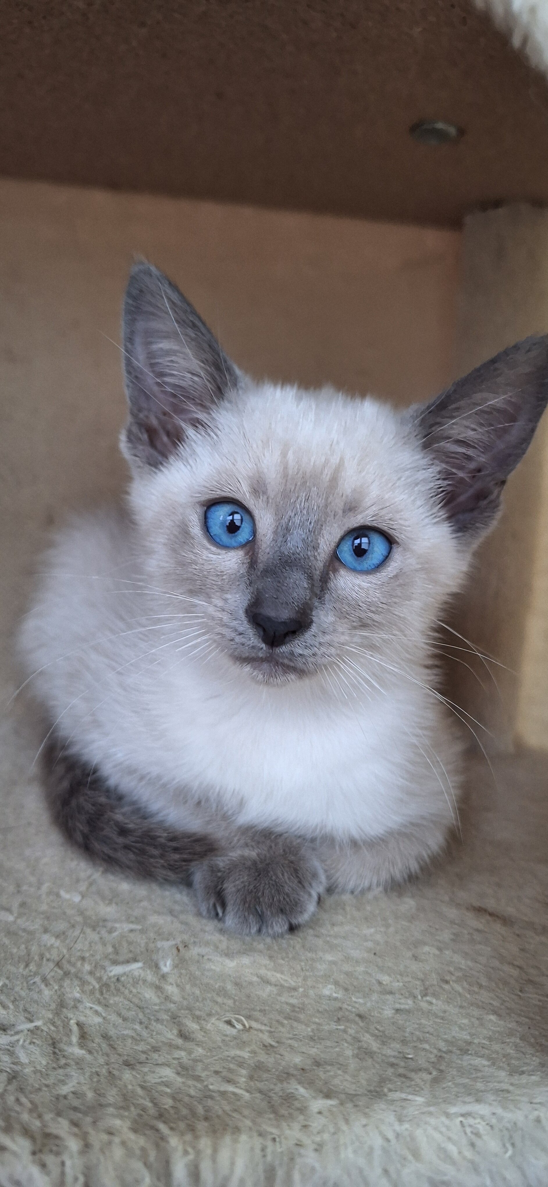 Traditional Applehead Siamese image 5