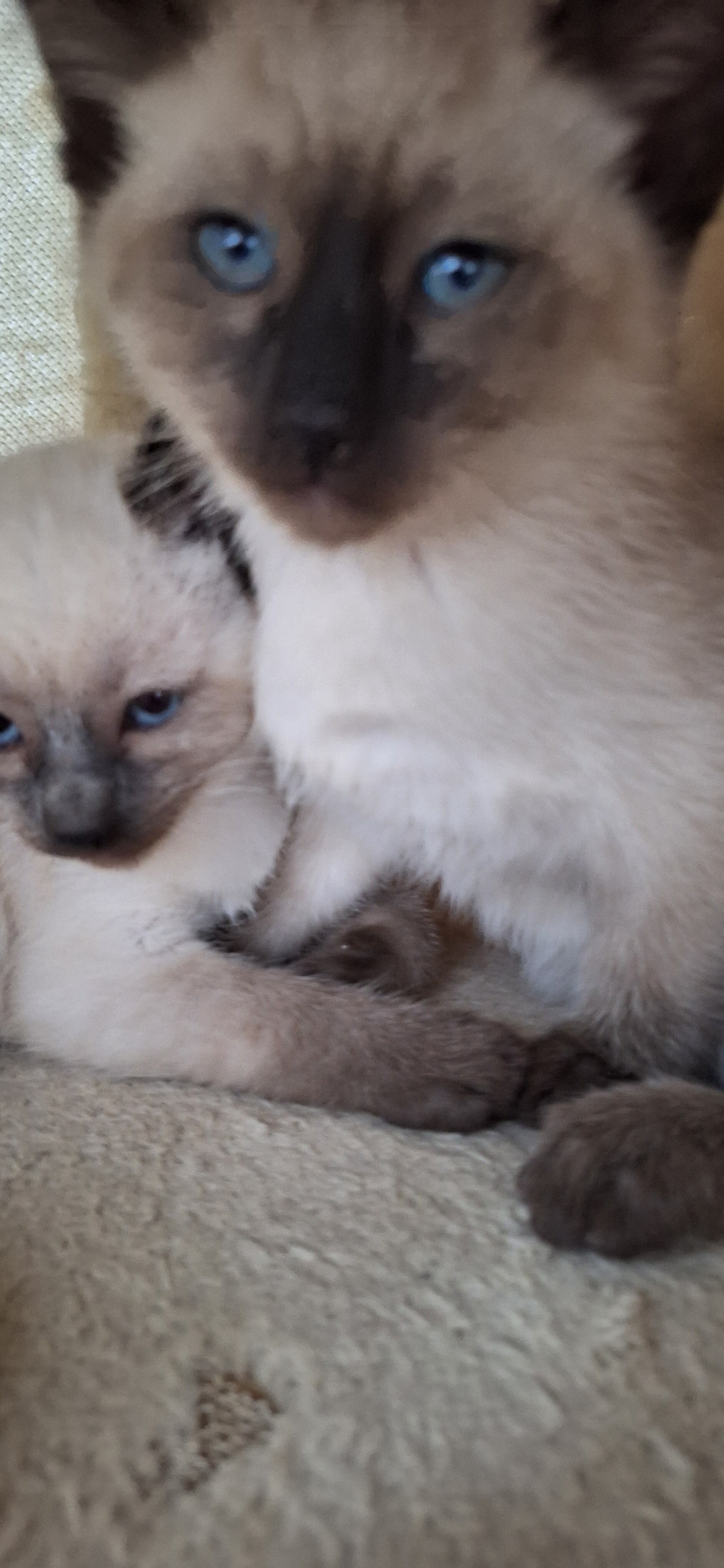 Traditional Applehead Siamese image 4