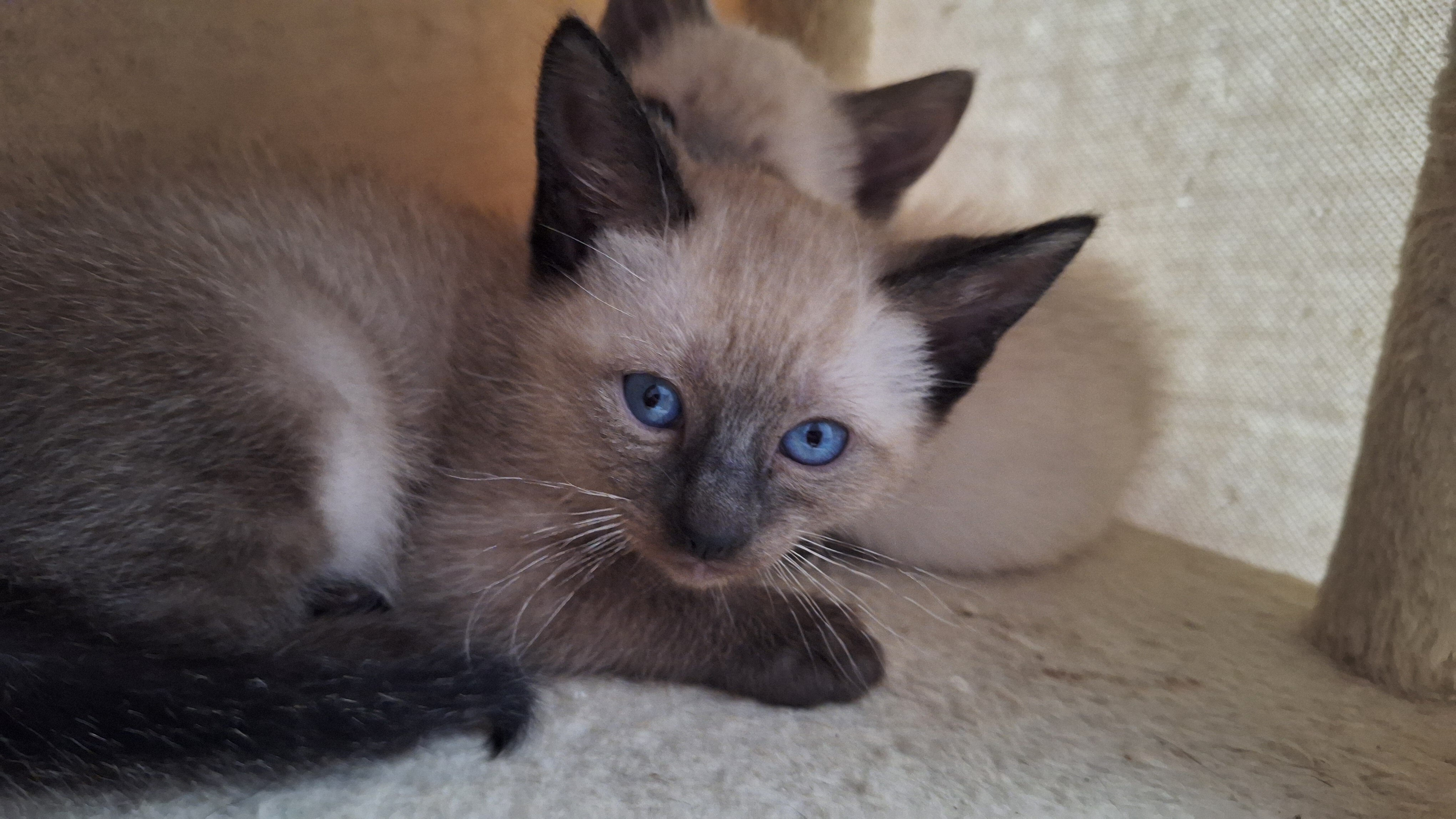 Traditional Applehead Siamese image 3