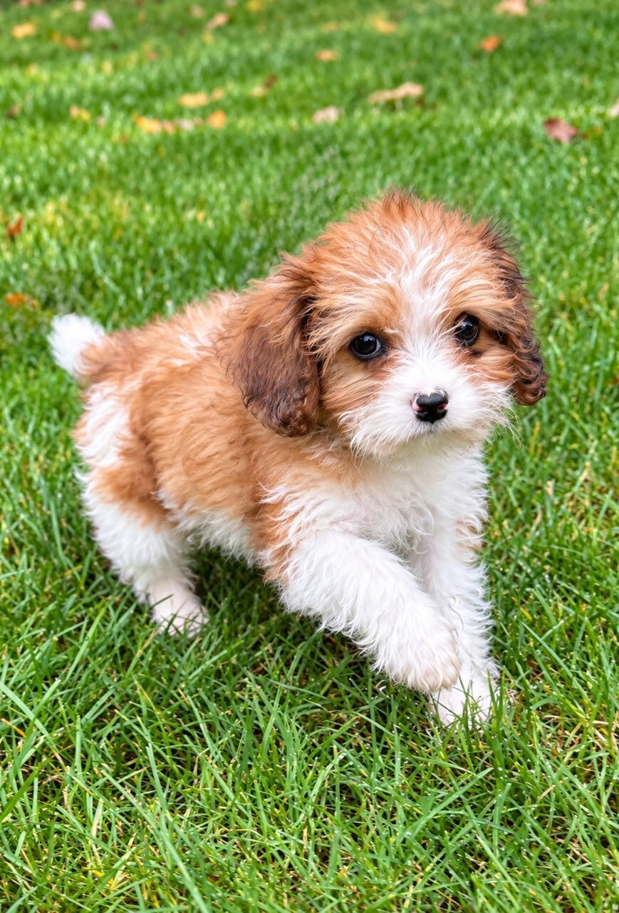 female cava poo puppy image 4