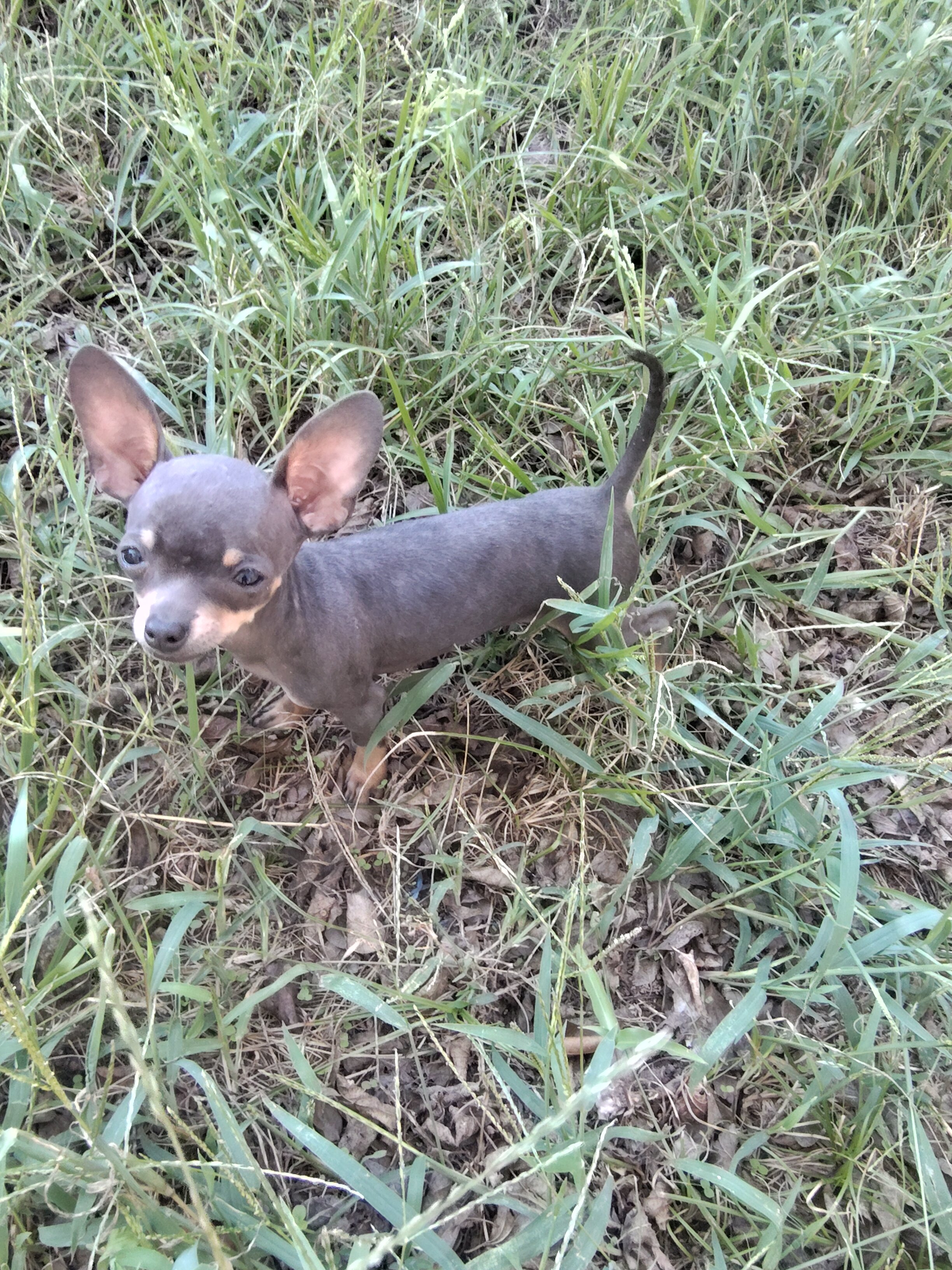 Mead - NE Oklahoma - Male image 2