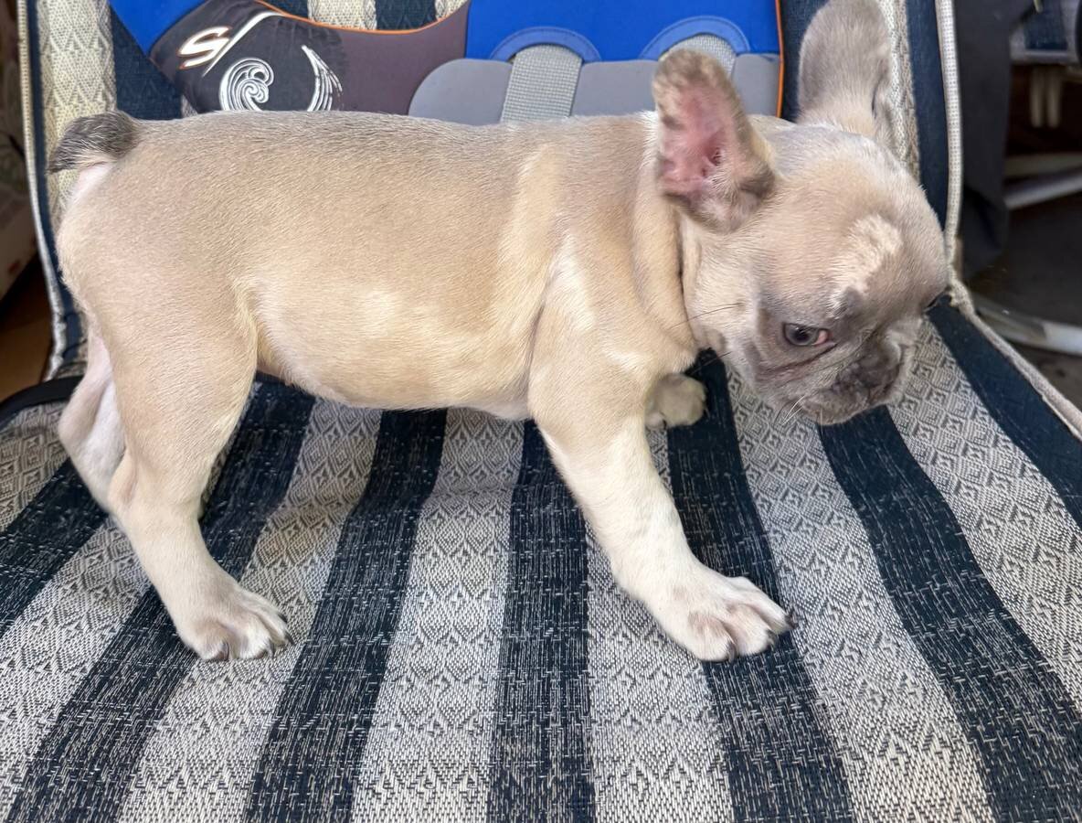 AKC French Bulldog PUP image 1