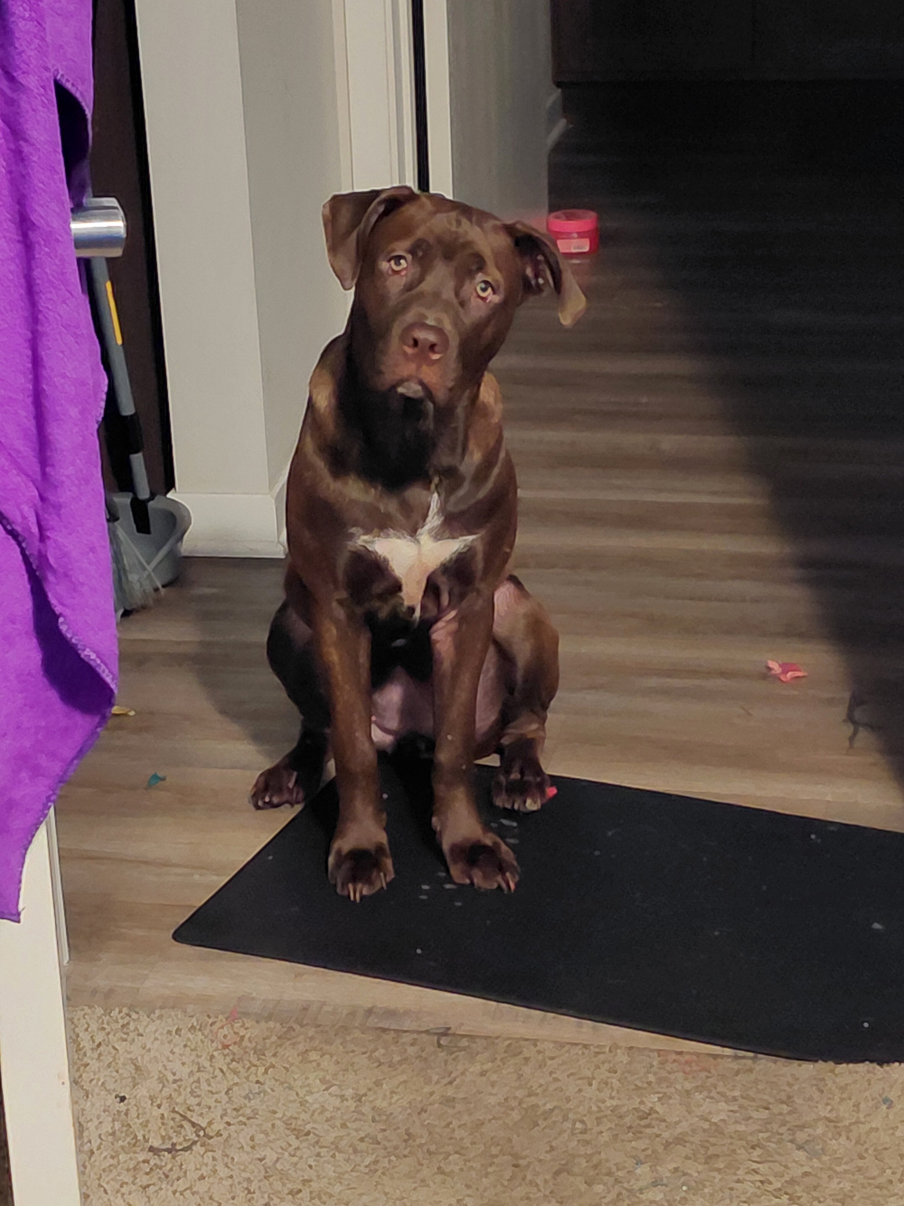 Cane corso image 1