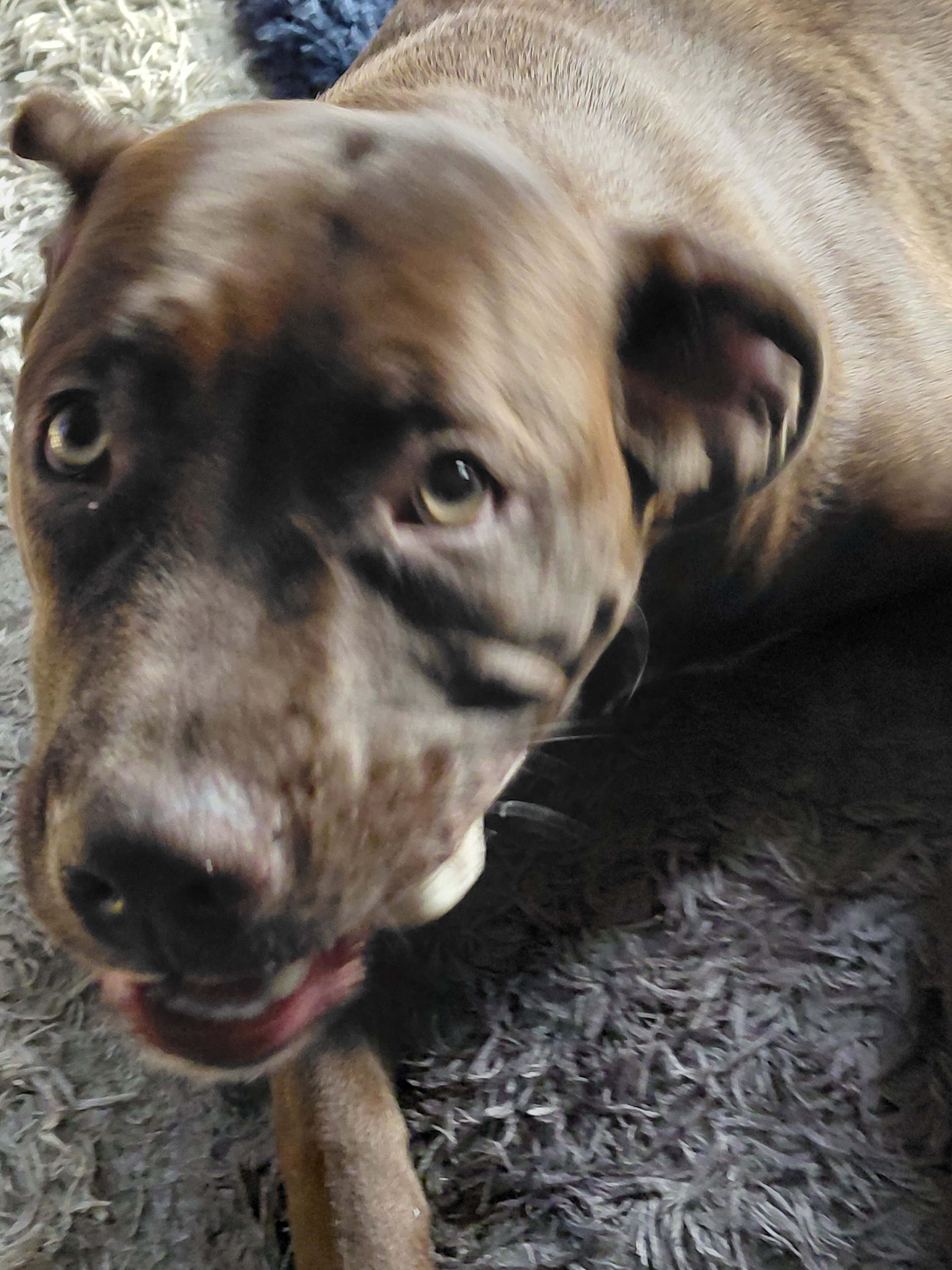 Cane corso image 2