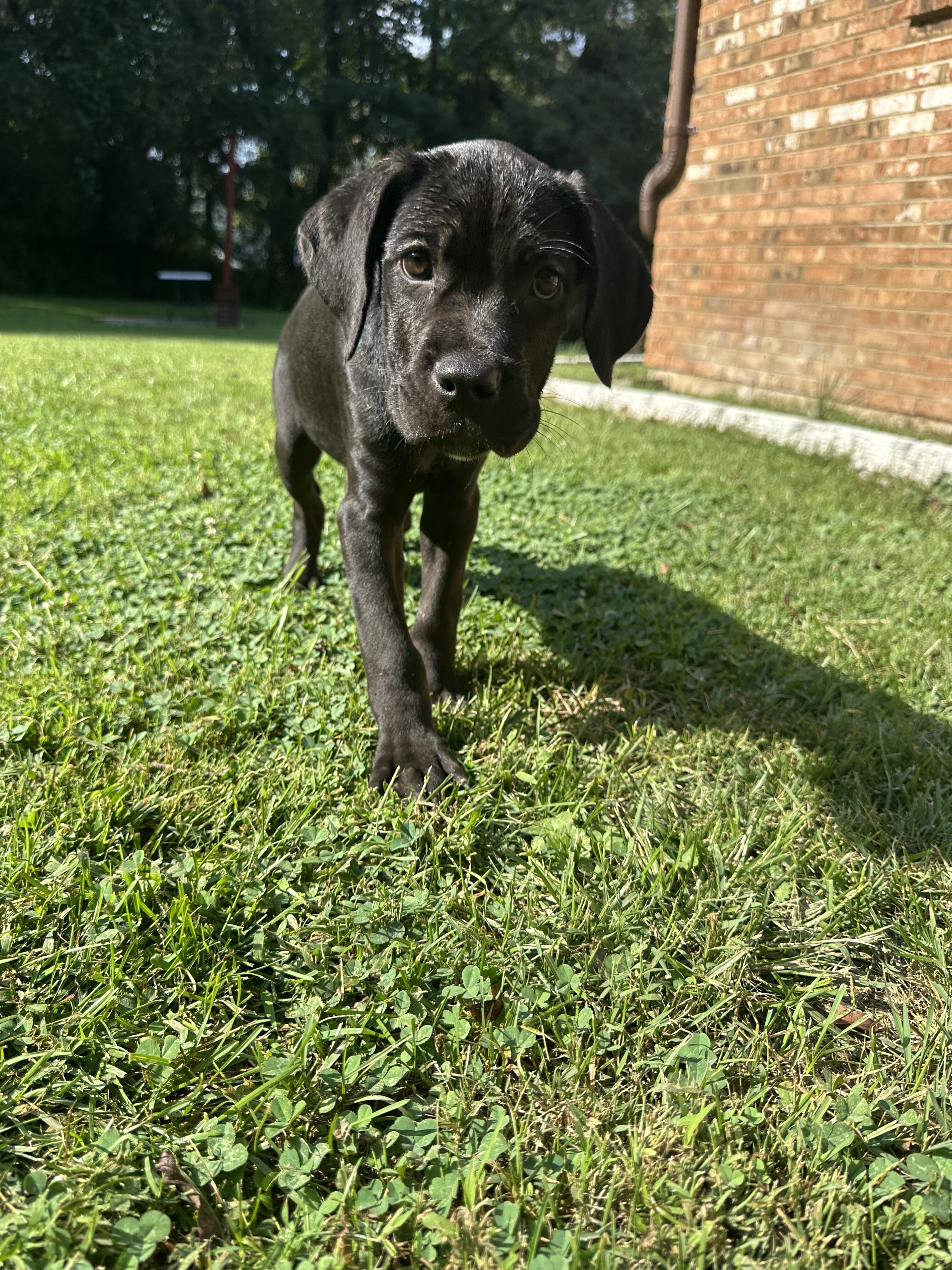 Cane Corso female black image 3