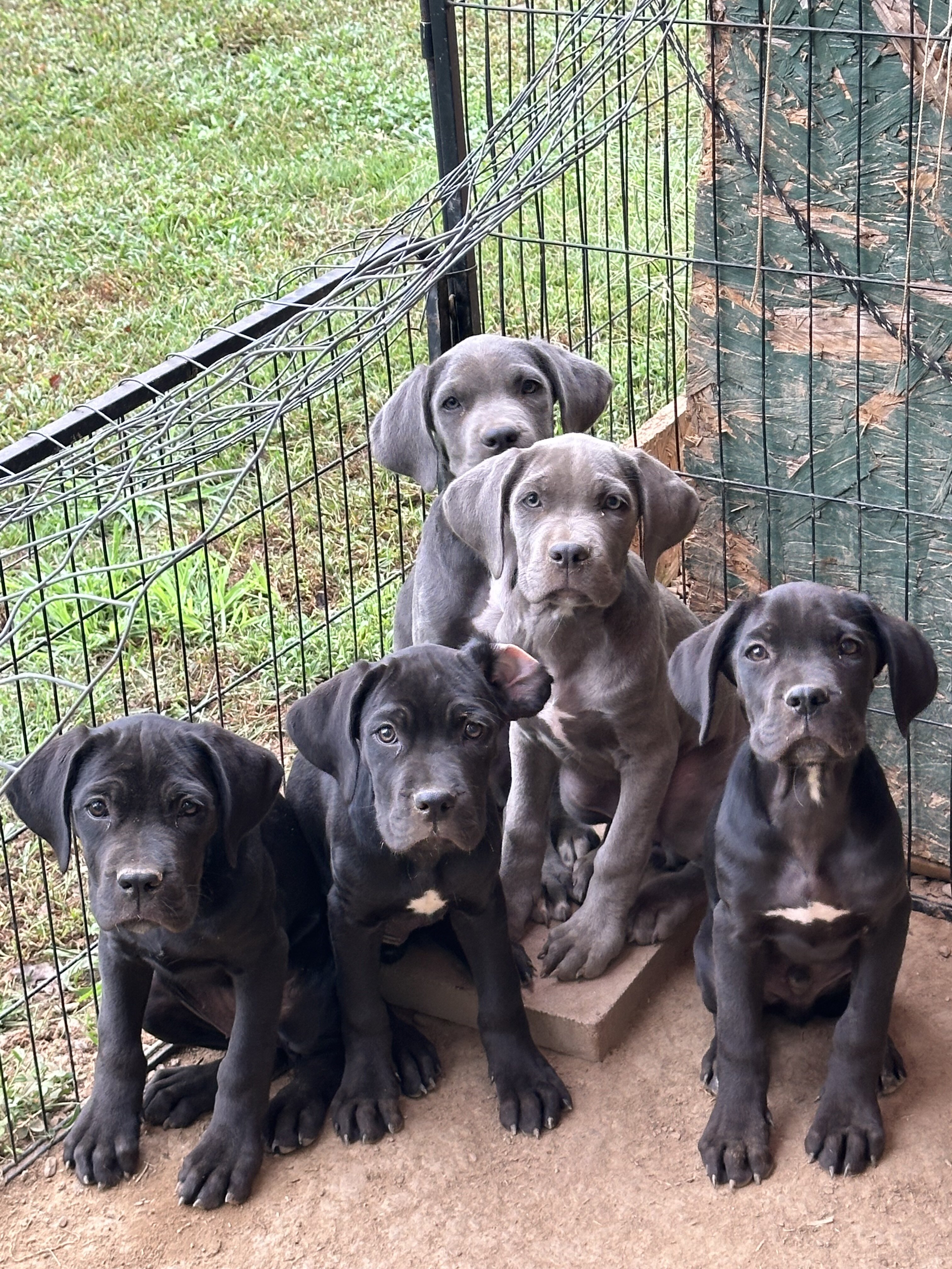 Cane Corso female black image 1