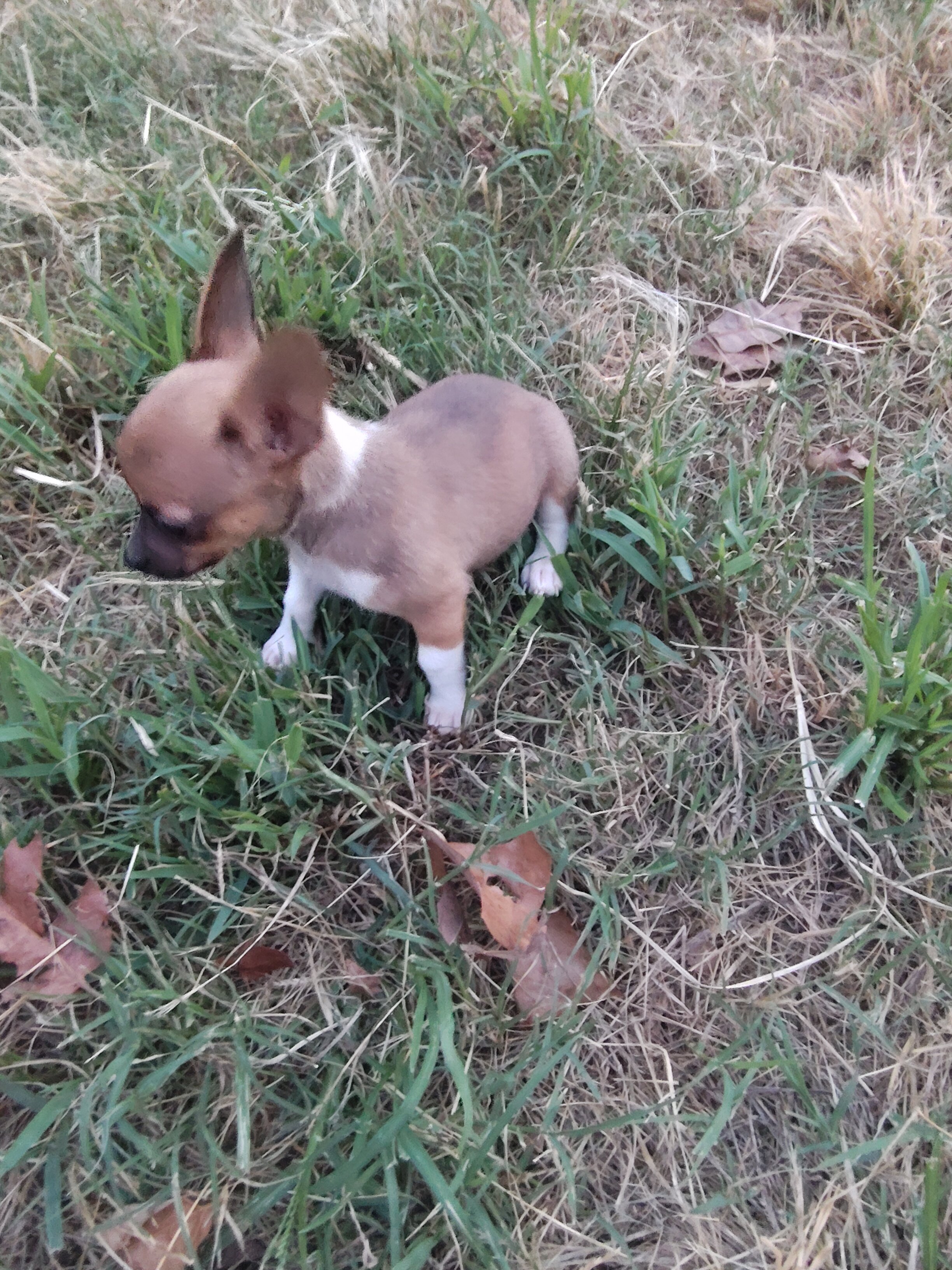 Forrest - NE Oklahoma - Male image 2