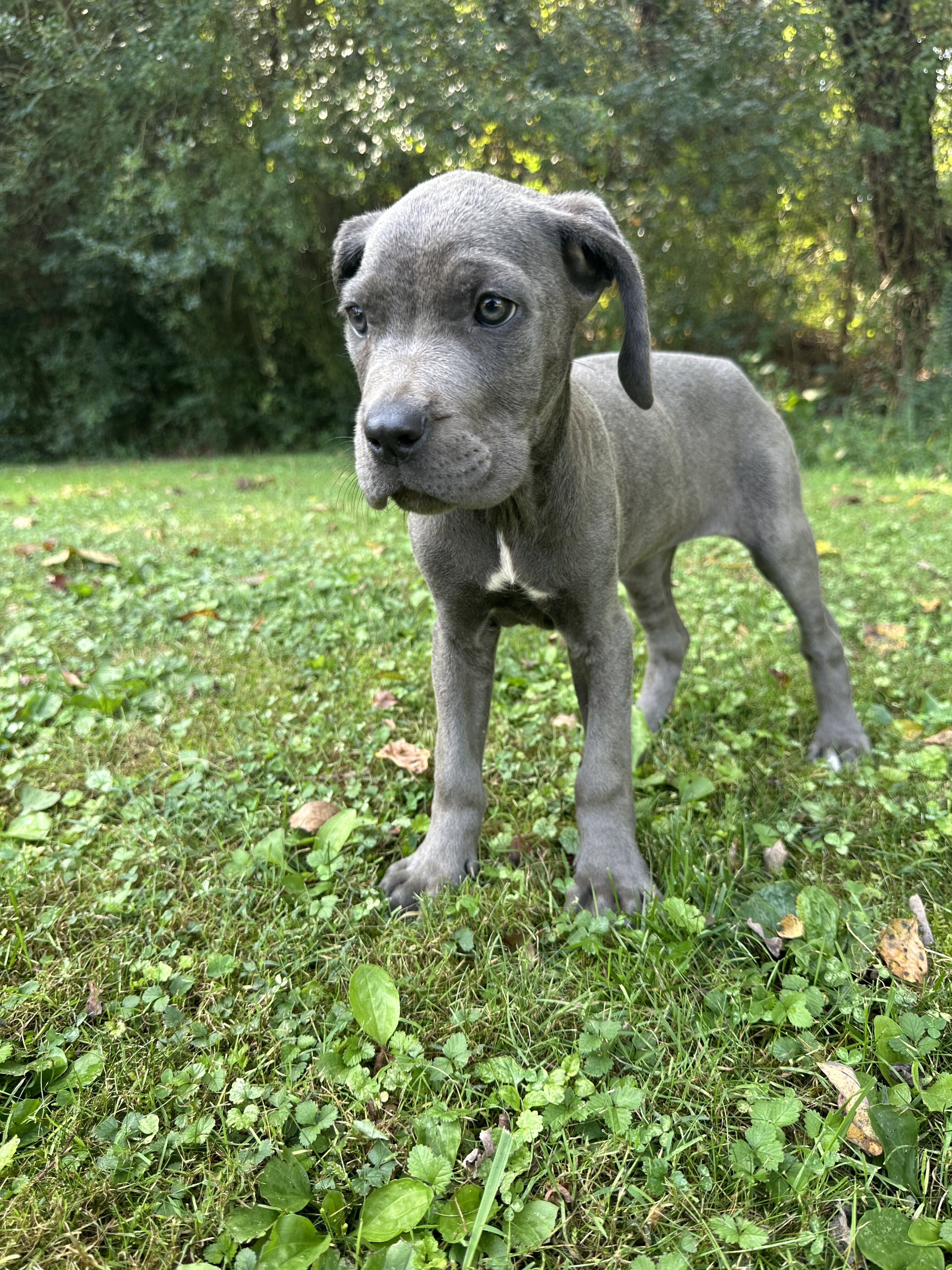 Cane Corso male Rex image 2