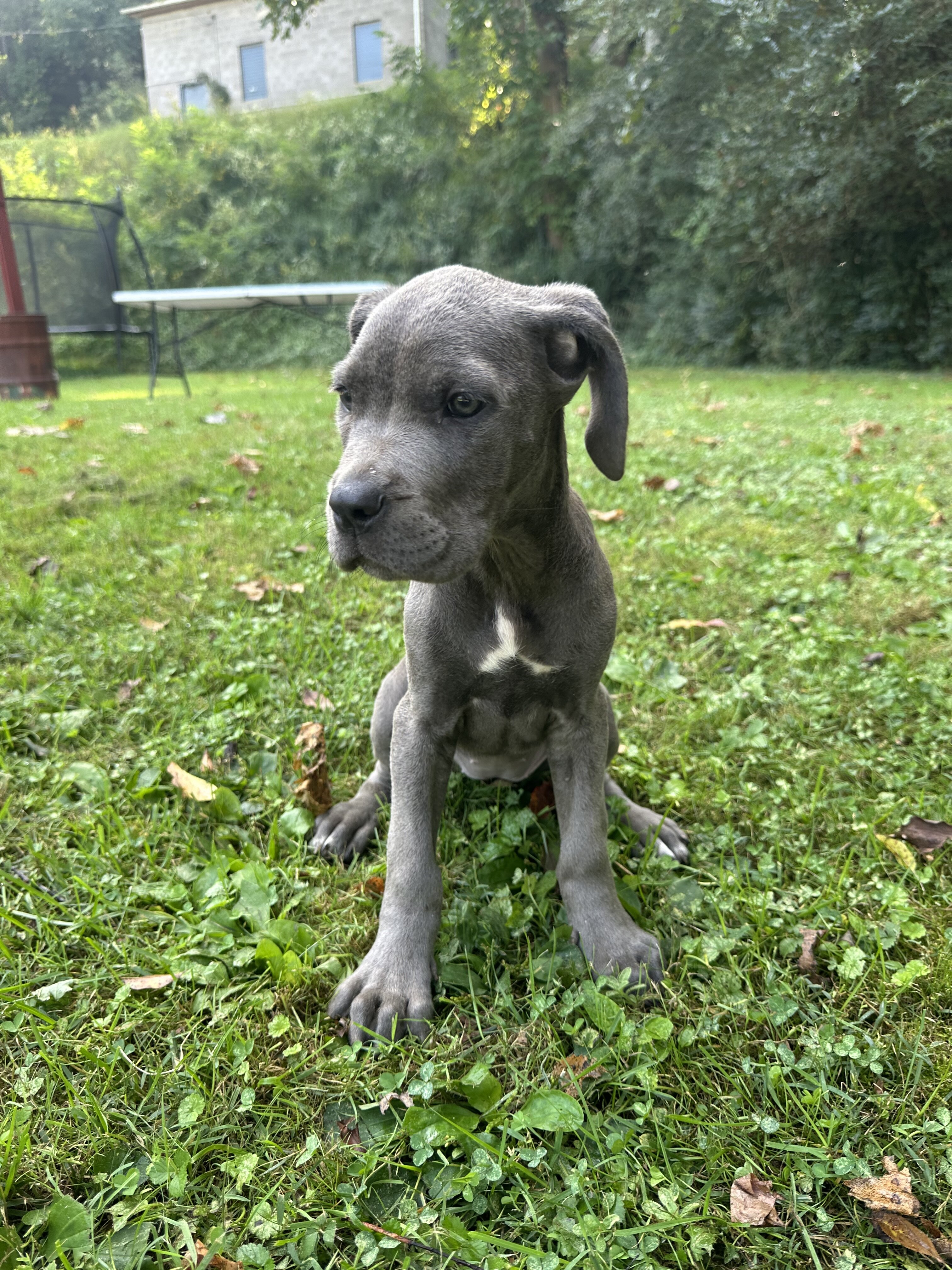 Cane Corso male Rex image 3