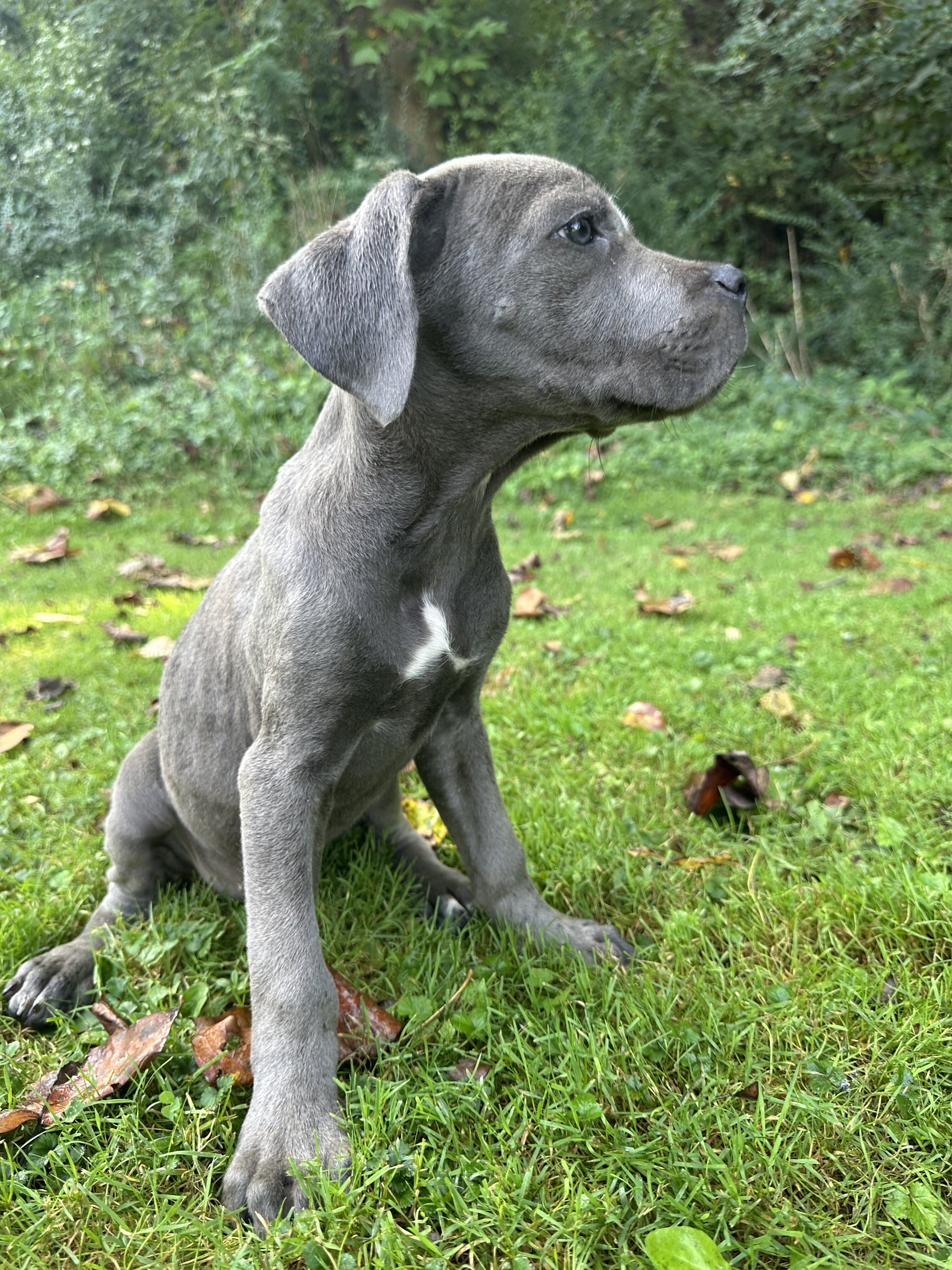 Cane Corso male Rex image 1
