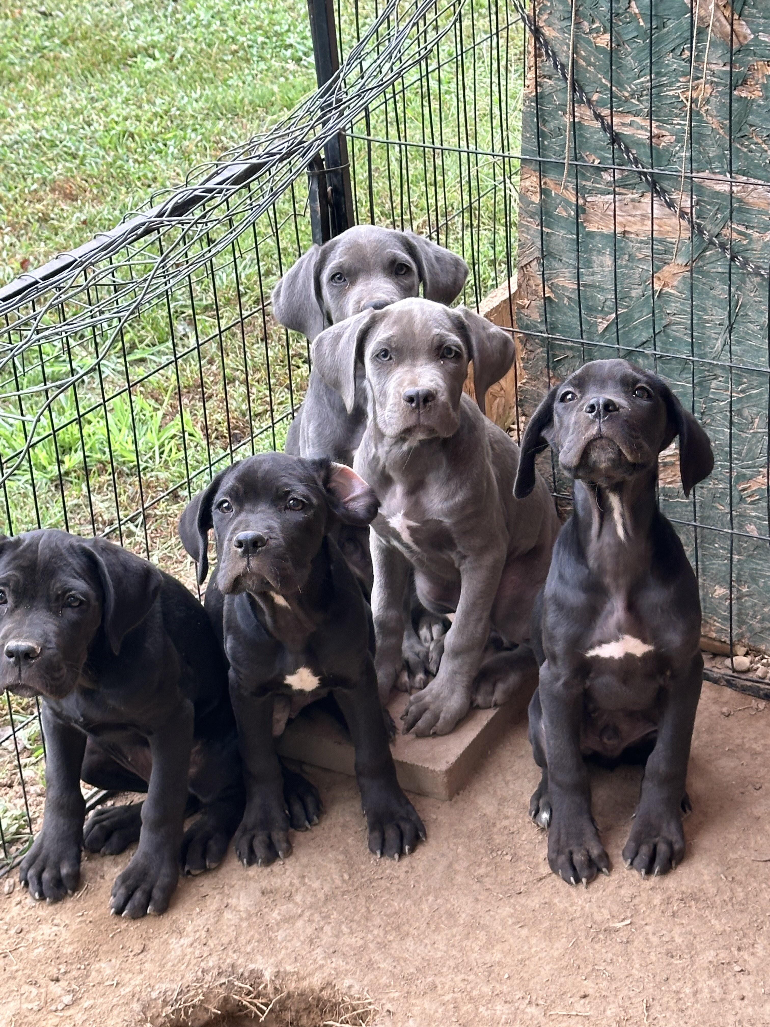 Cane Corso male Rex image 4
