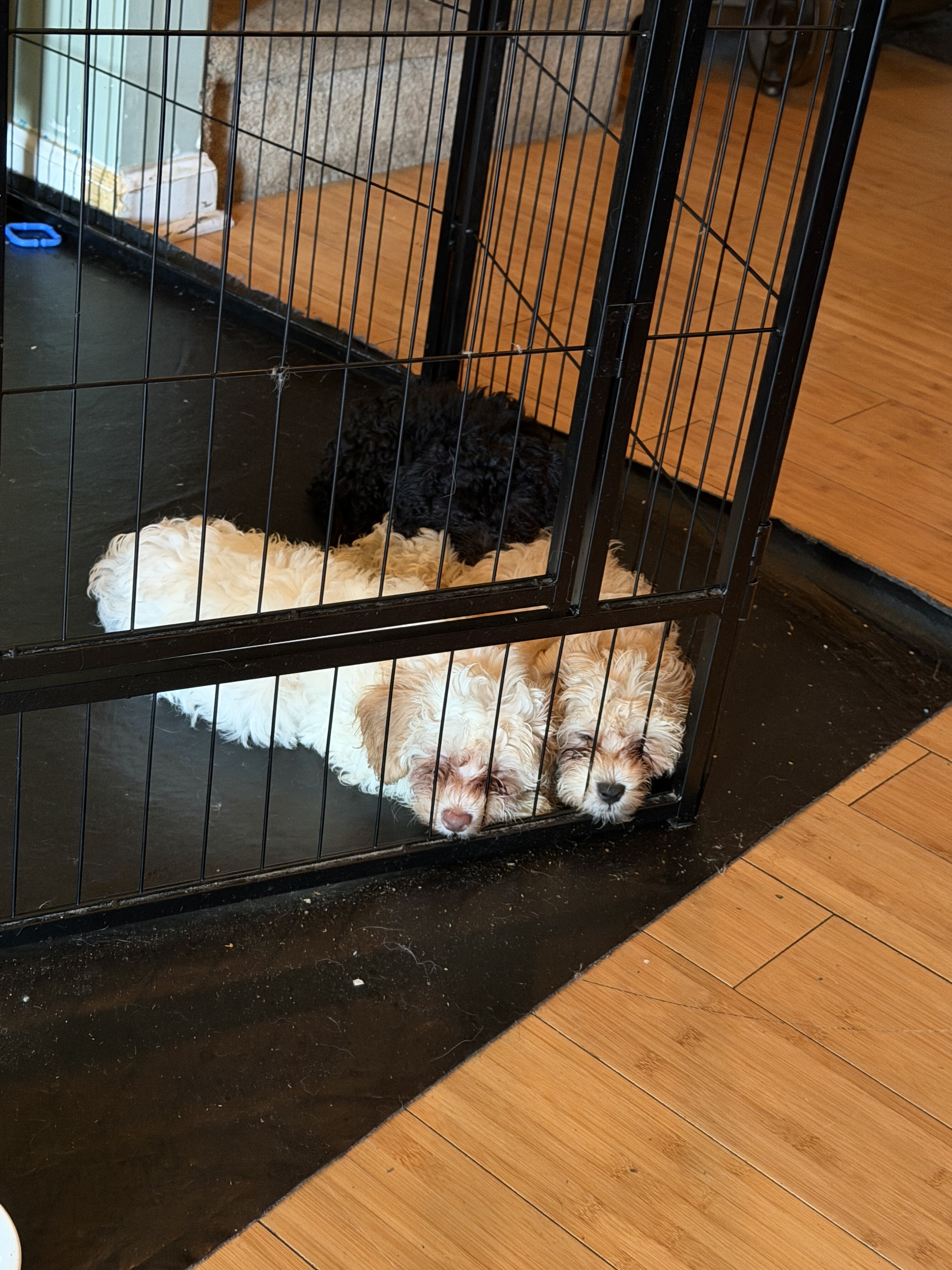 Puppies image 1