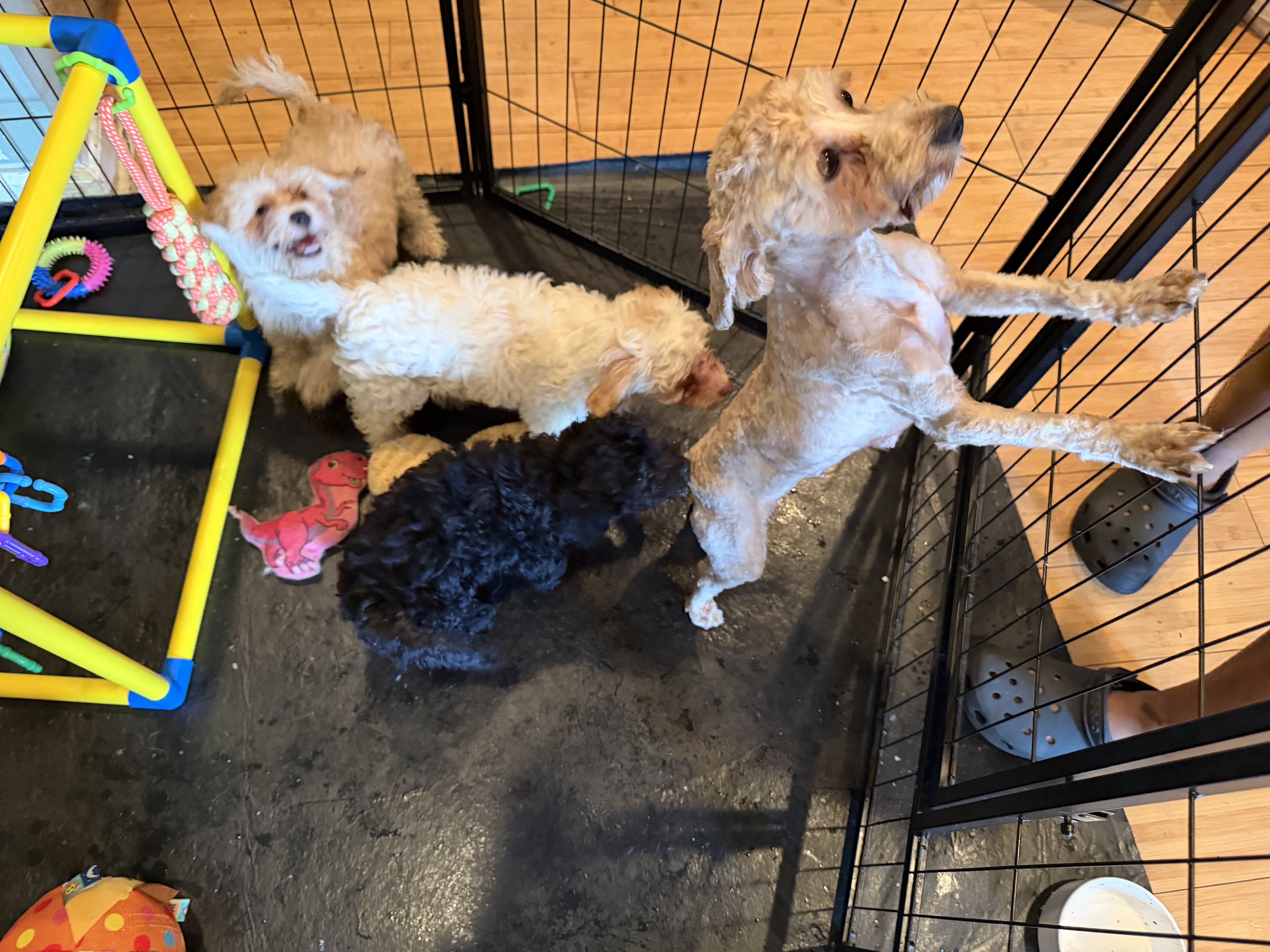 Puppies image 3