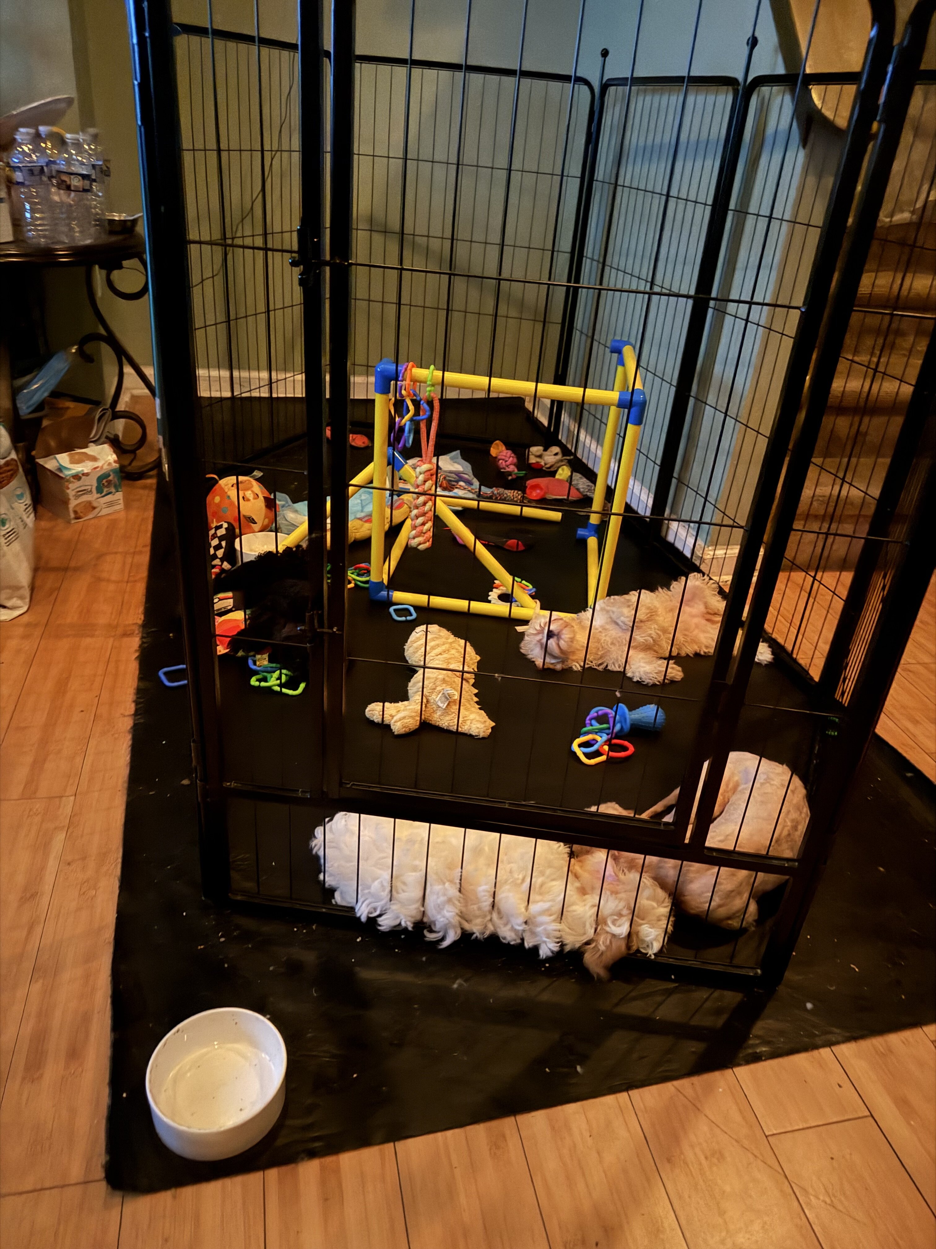 Puppies image 2