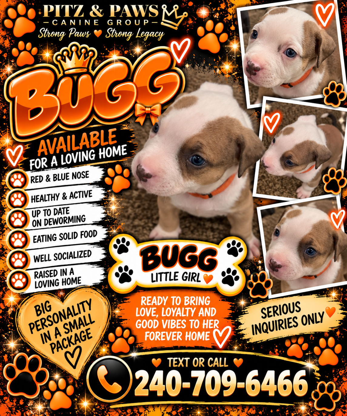 Mixed Breed Puppies image 6