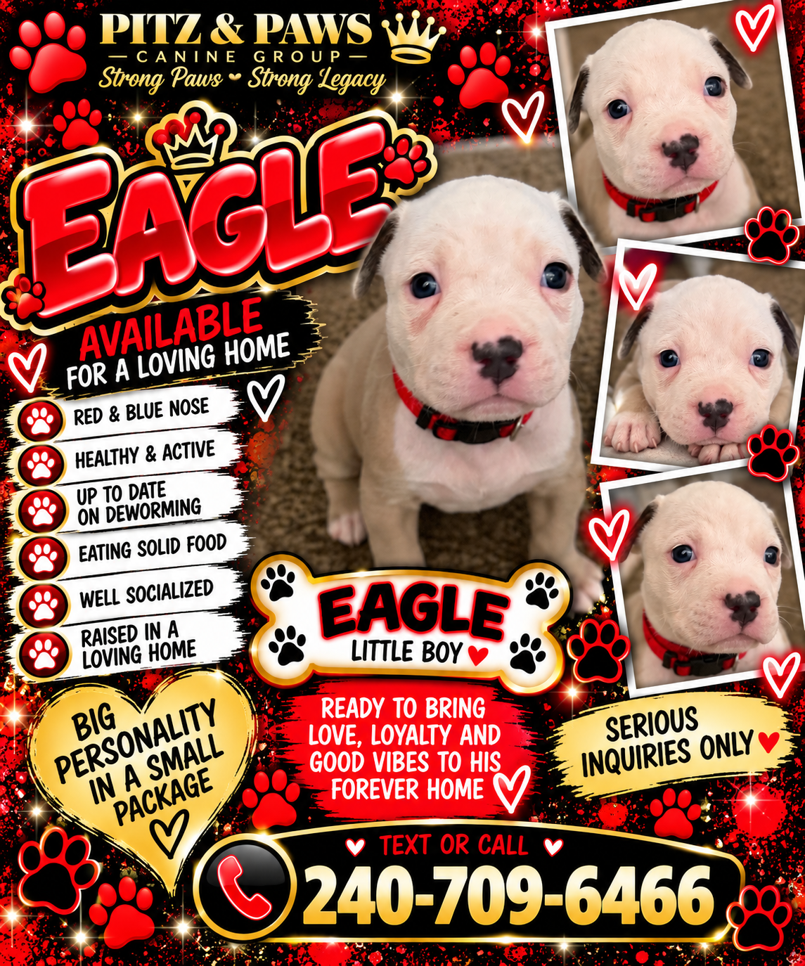 Mixed Breed Puppies image 8