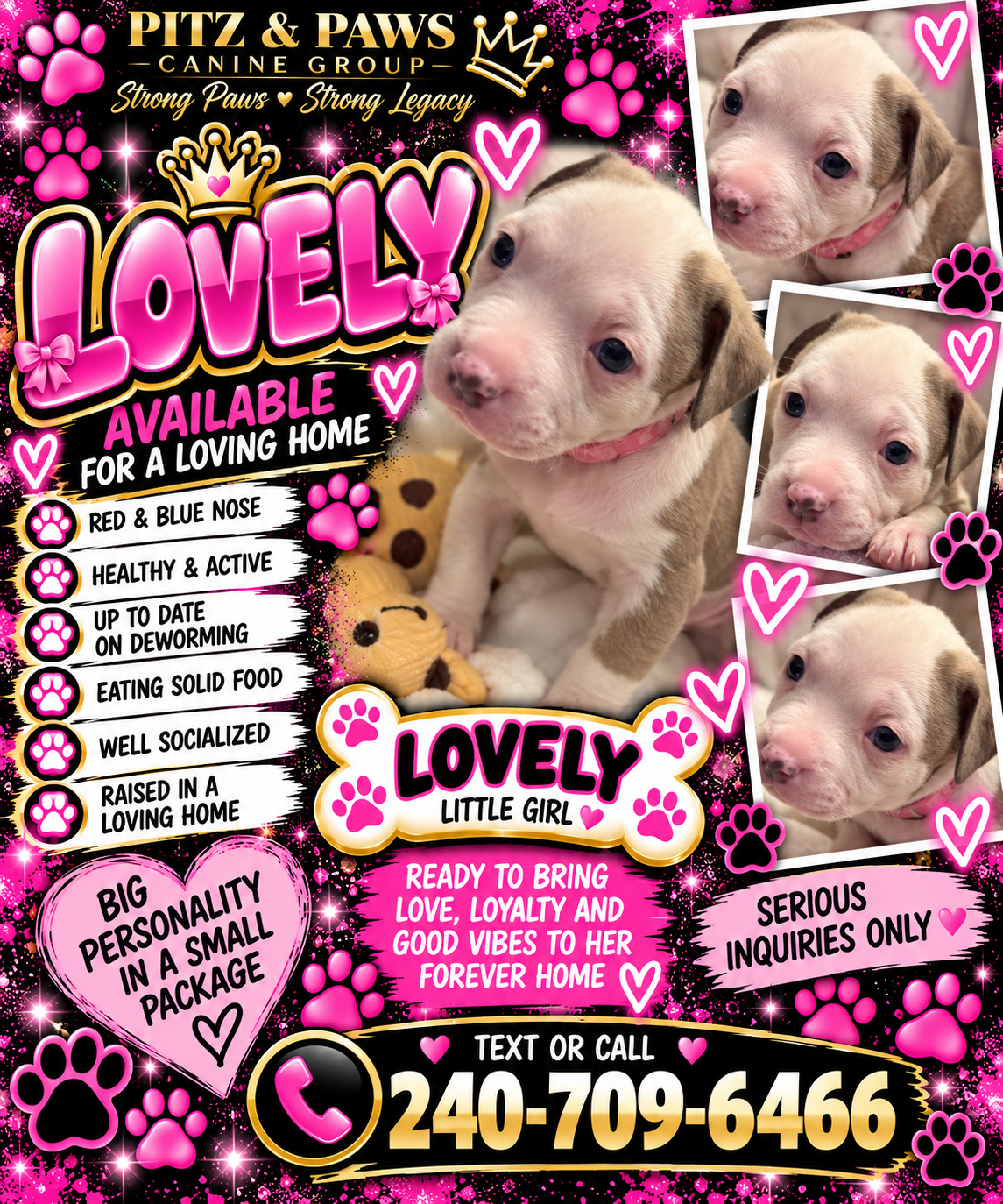 Mixed Breed Puppies image 7