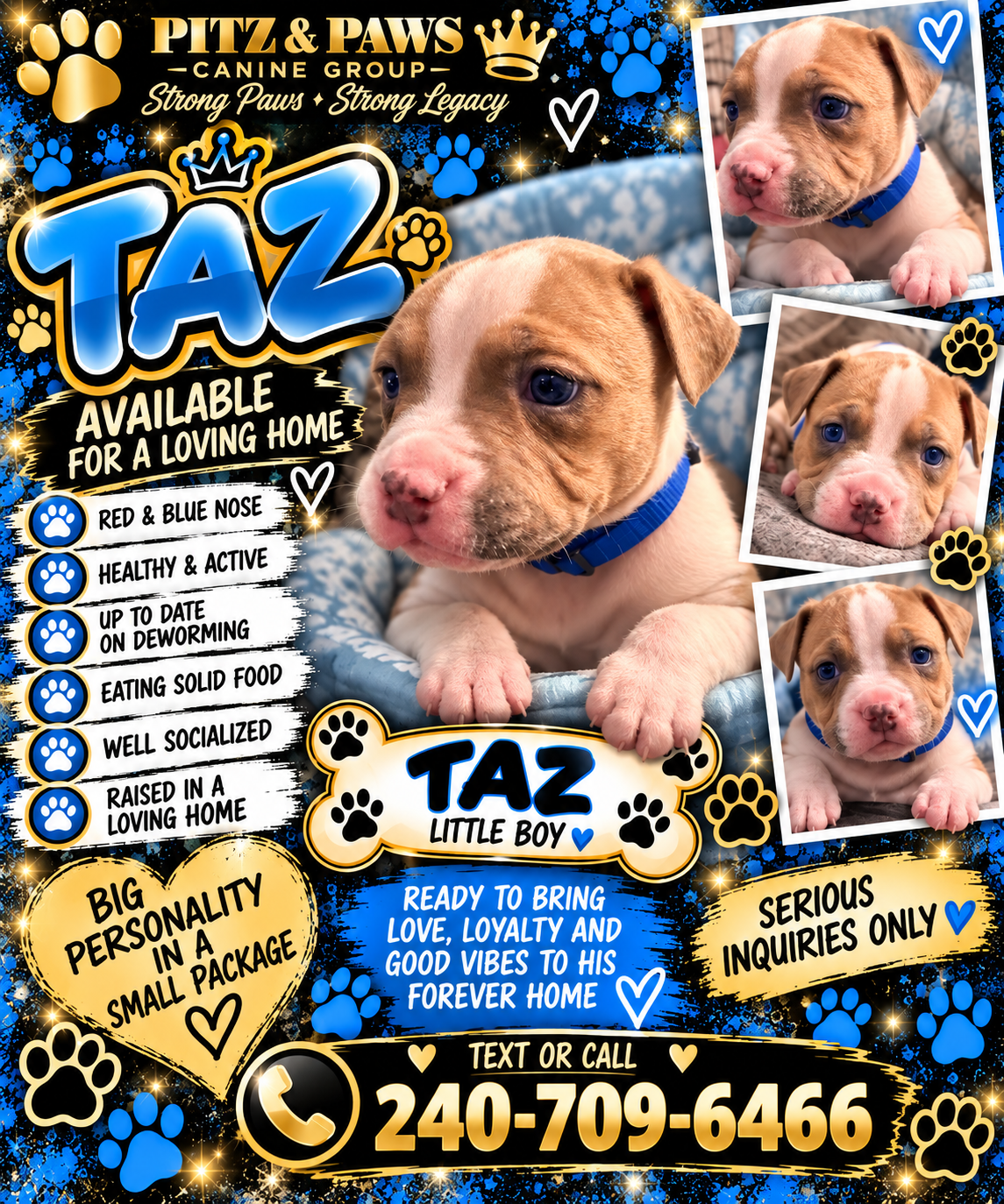 Mixed Breed Puppies image 5