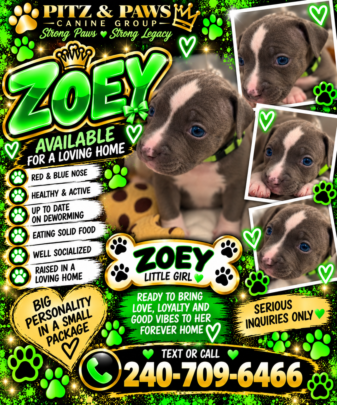 Mixed Breed Puppies image 4