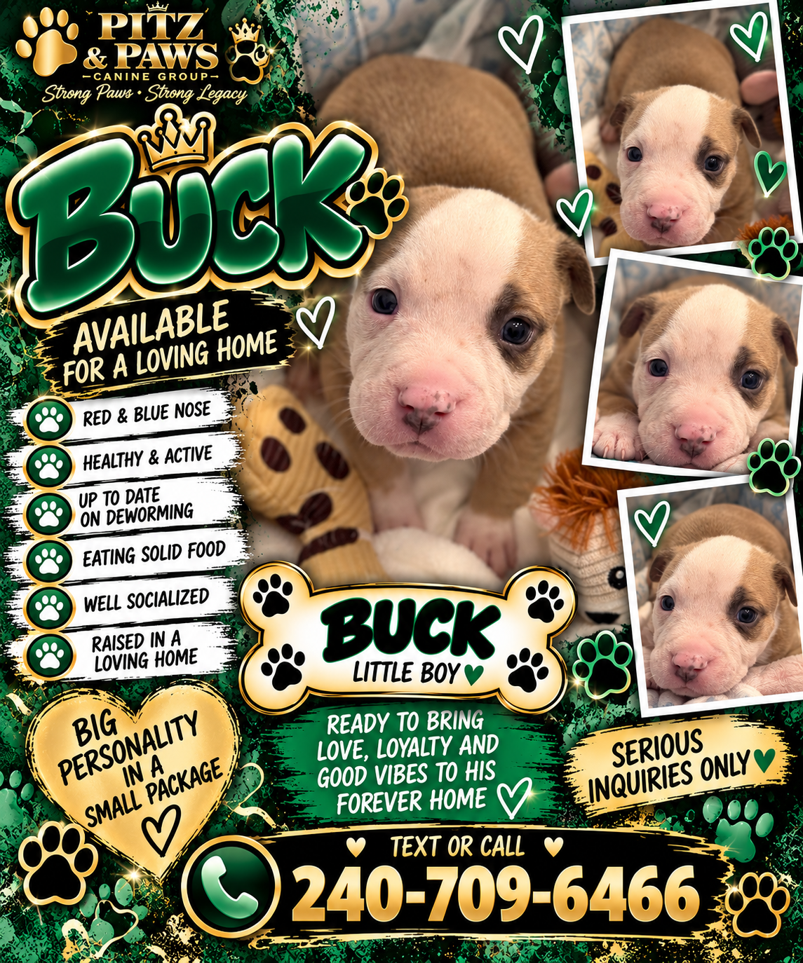 Mixed Breed Puppies image 2