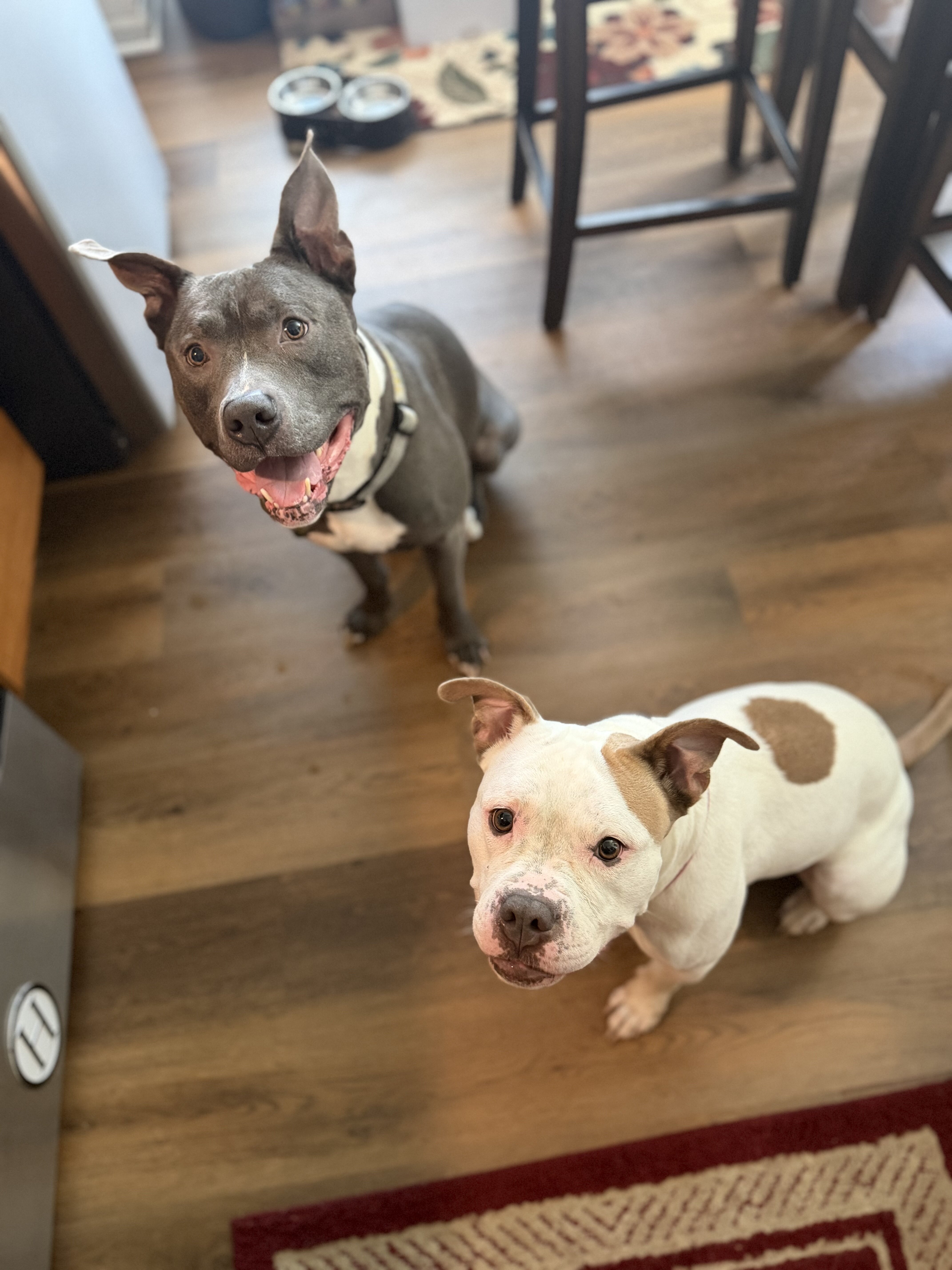 Mixed Breed Puppies image 1