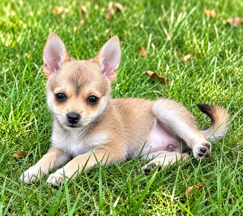 Pom-chi puppies image 7