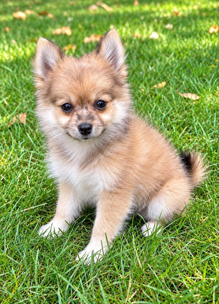 Pom-chi puppies image 2