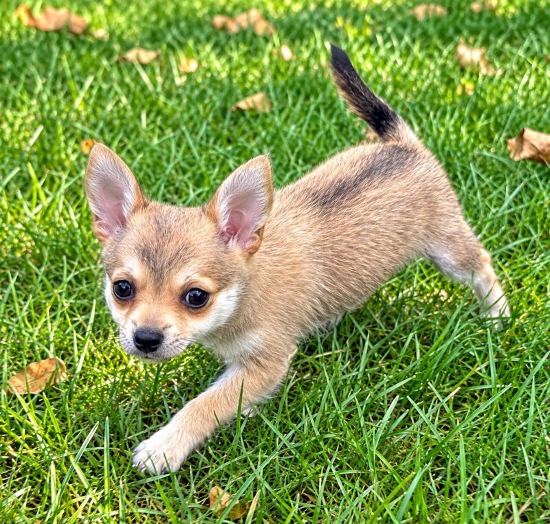 Pom-chi puppies image 8