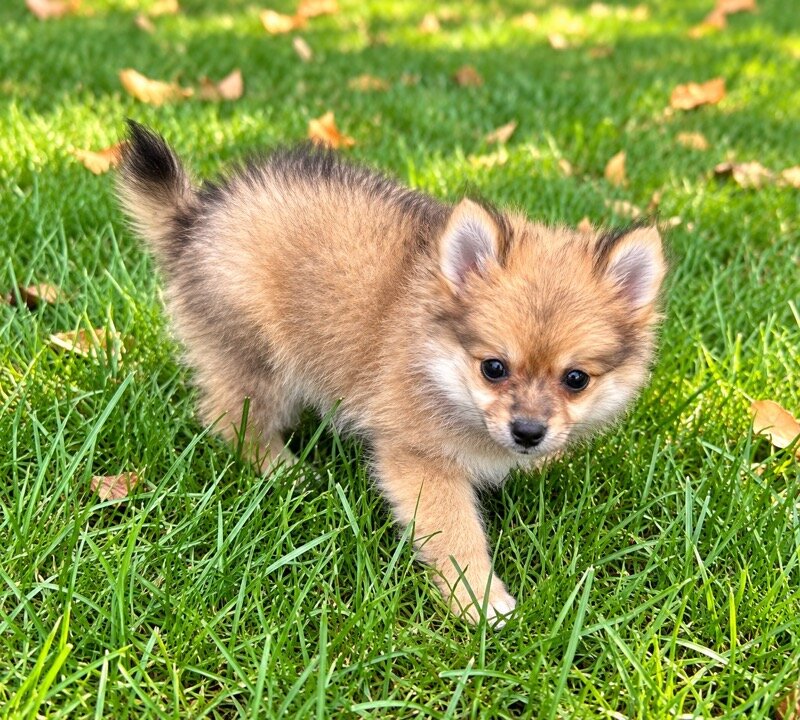 Pom-chi puppies image 4