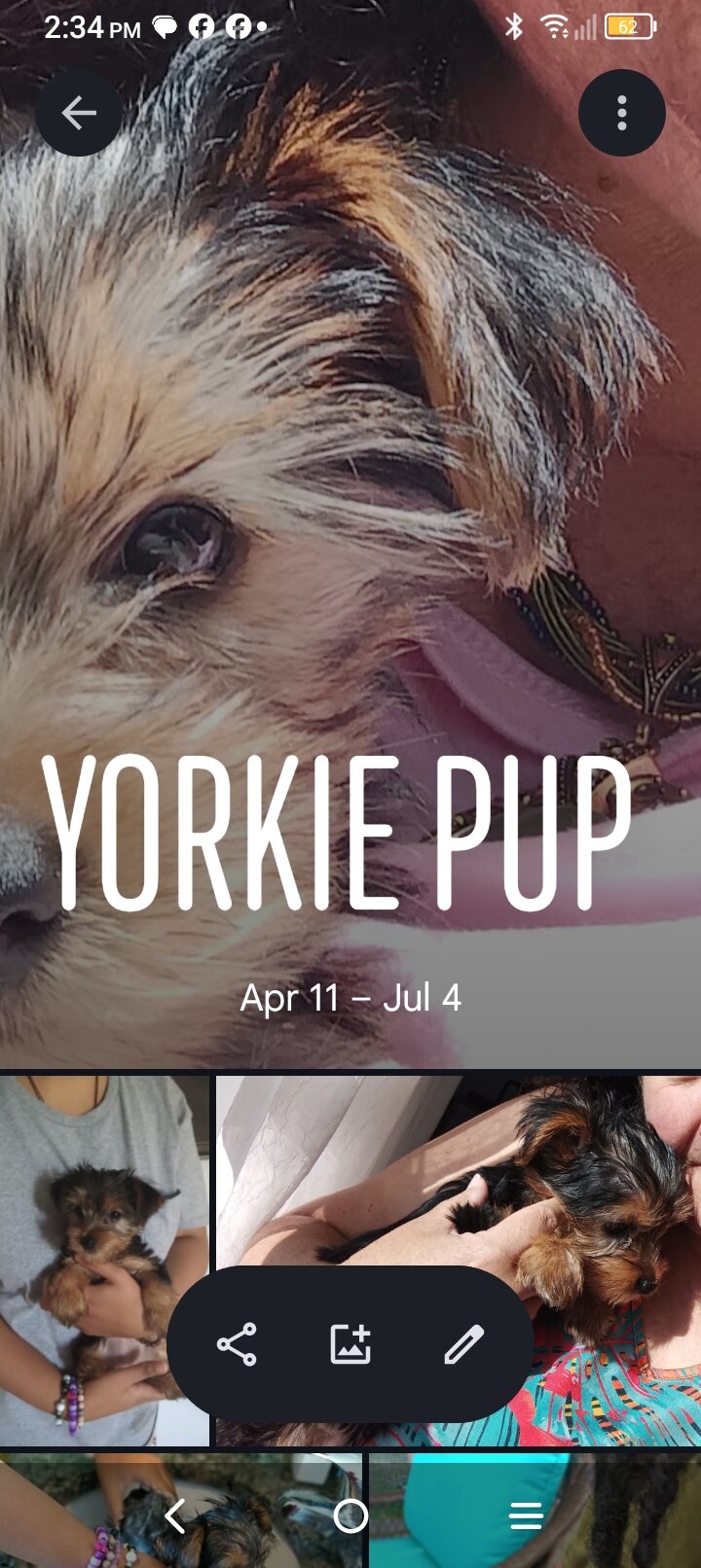 Yorkie female 7mo image 7