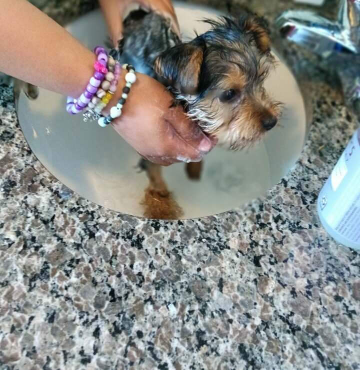 Yorkie female 7mo image 1
