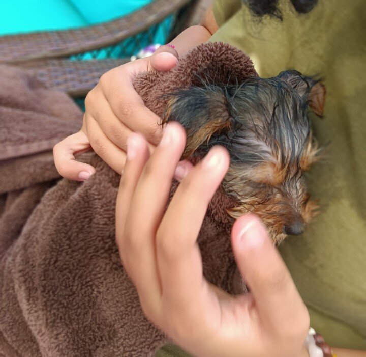 Yorkie female 7mo image 2