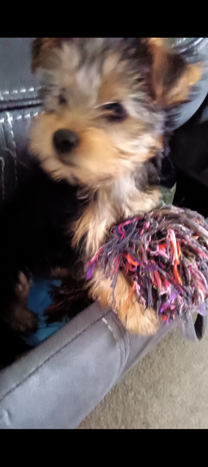 Yorkie female 7mo image 6