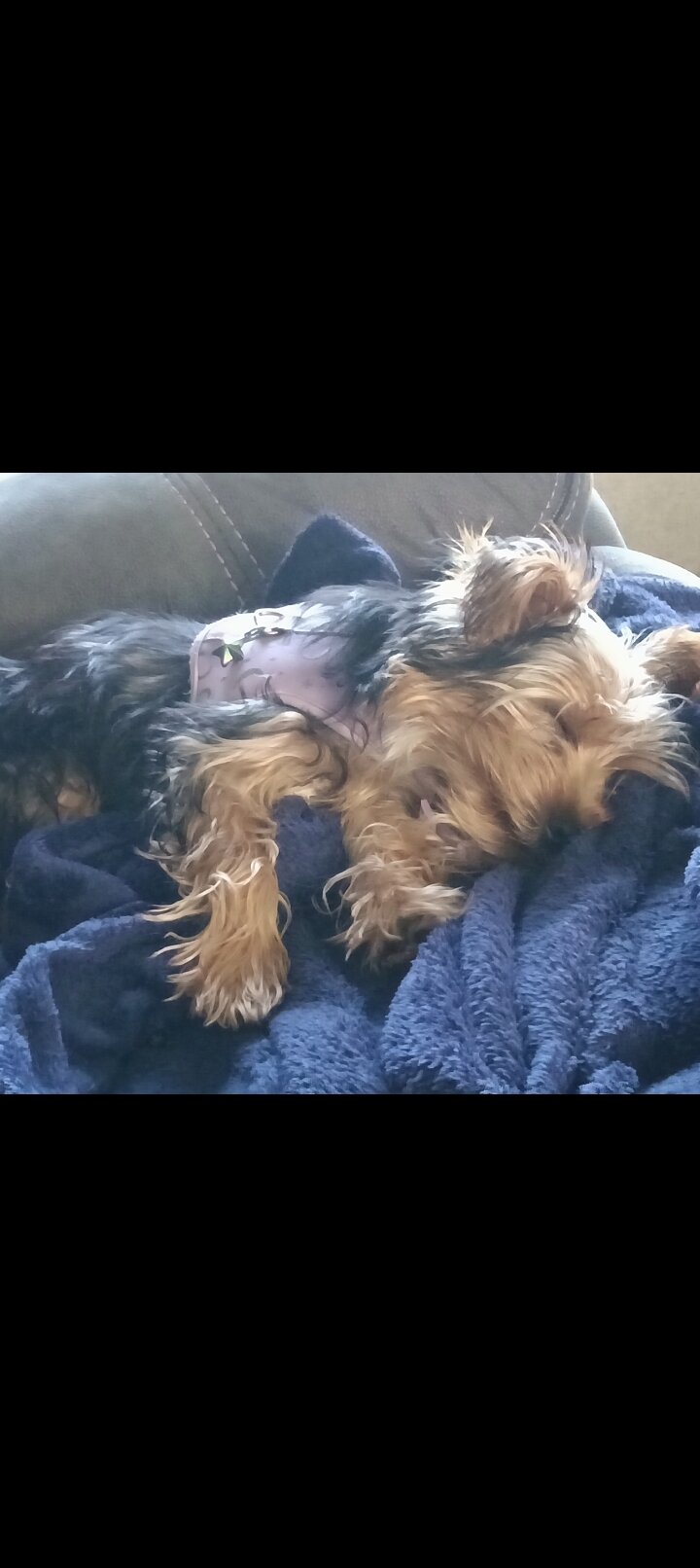 Yorkie female 7mo image 5