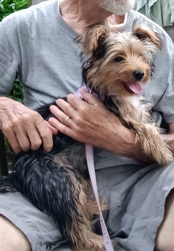Yorkie female 7mo image 3