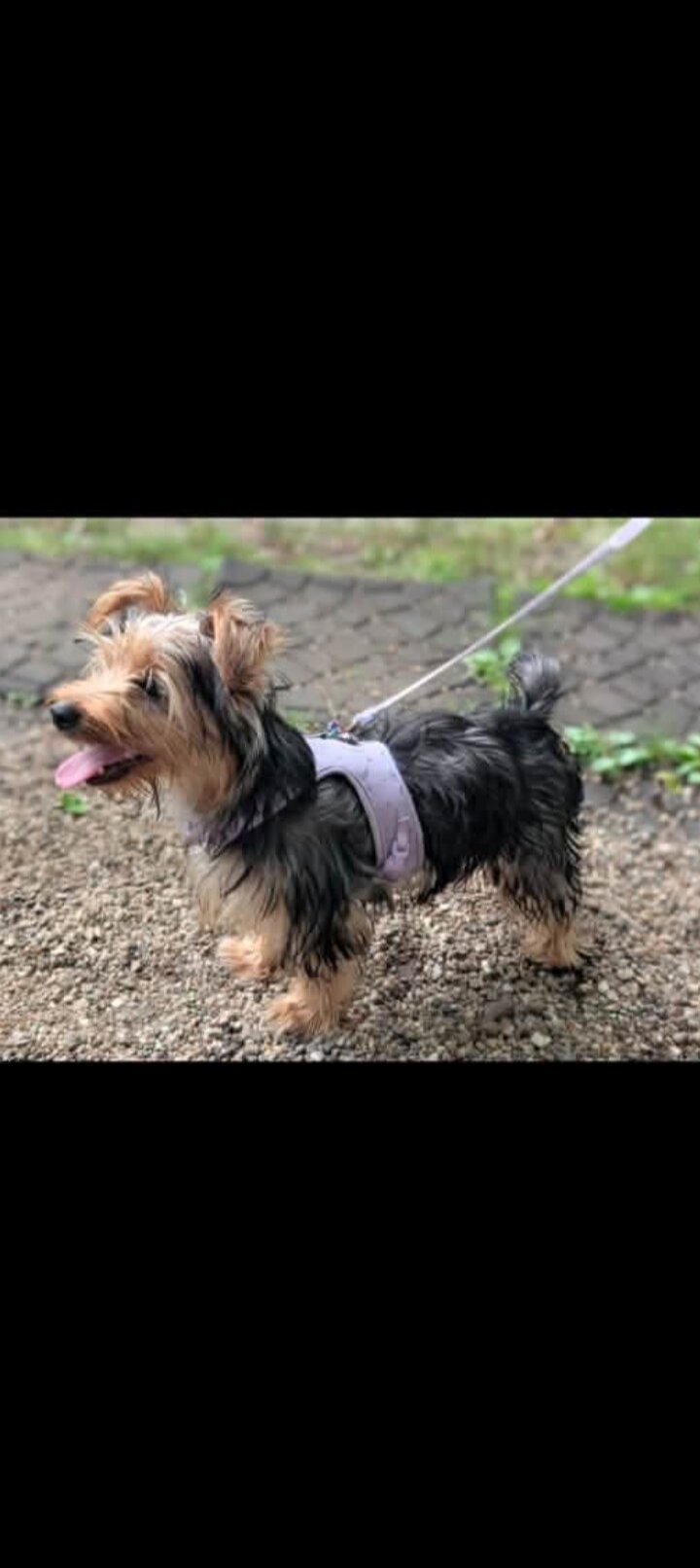 Yorkie female 7mo image 4