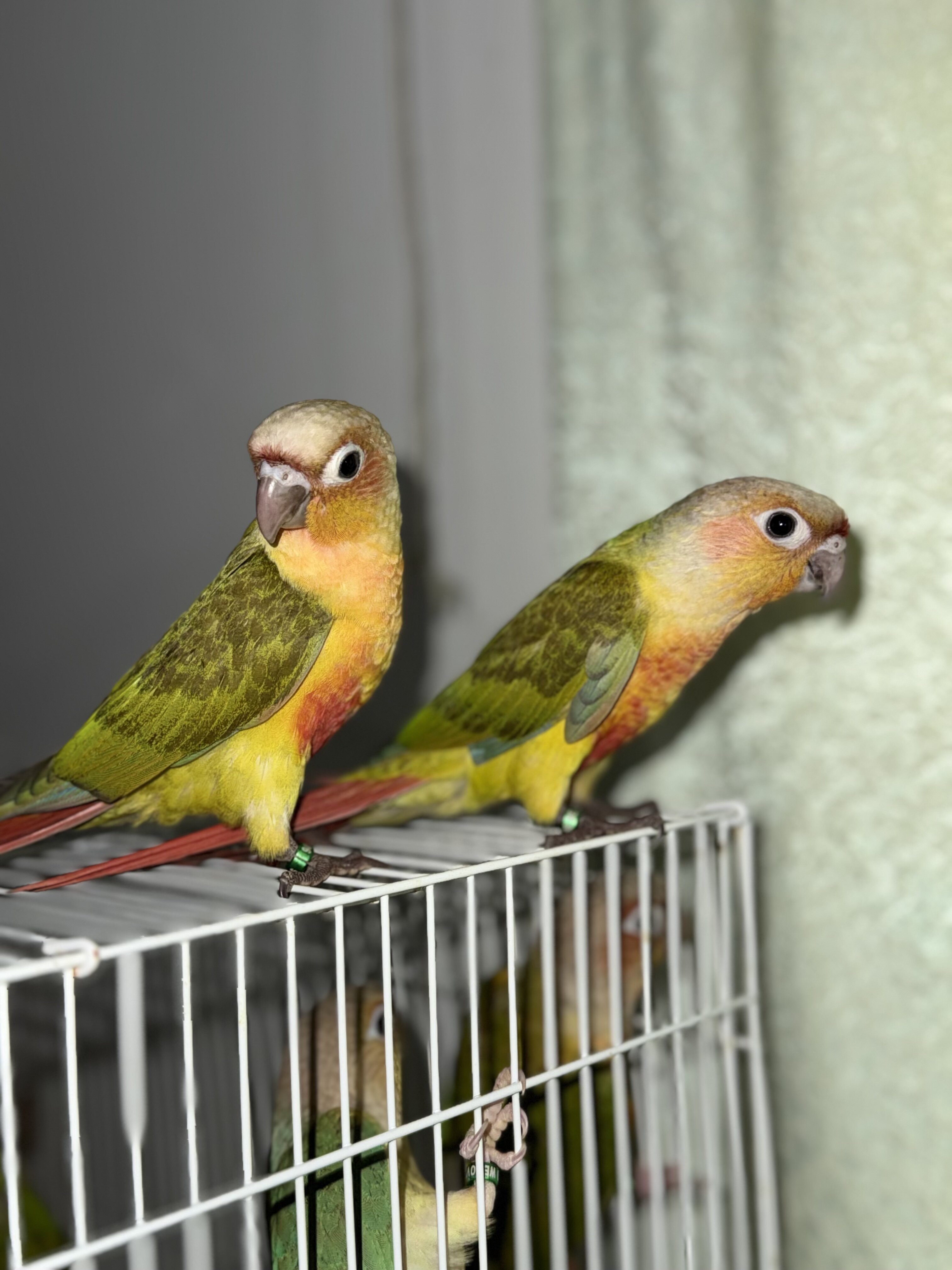 Greencheek conures image 4