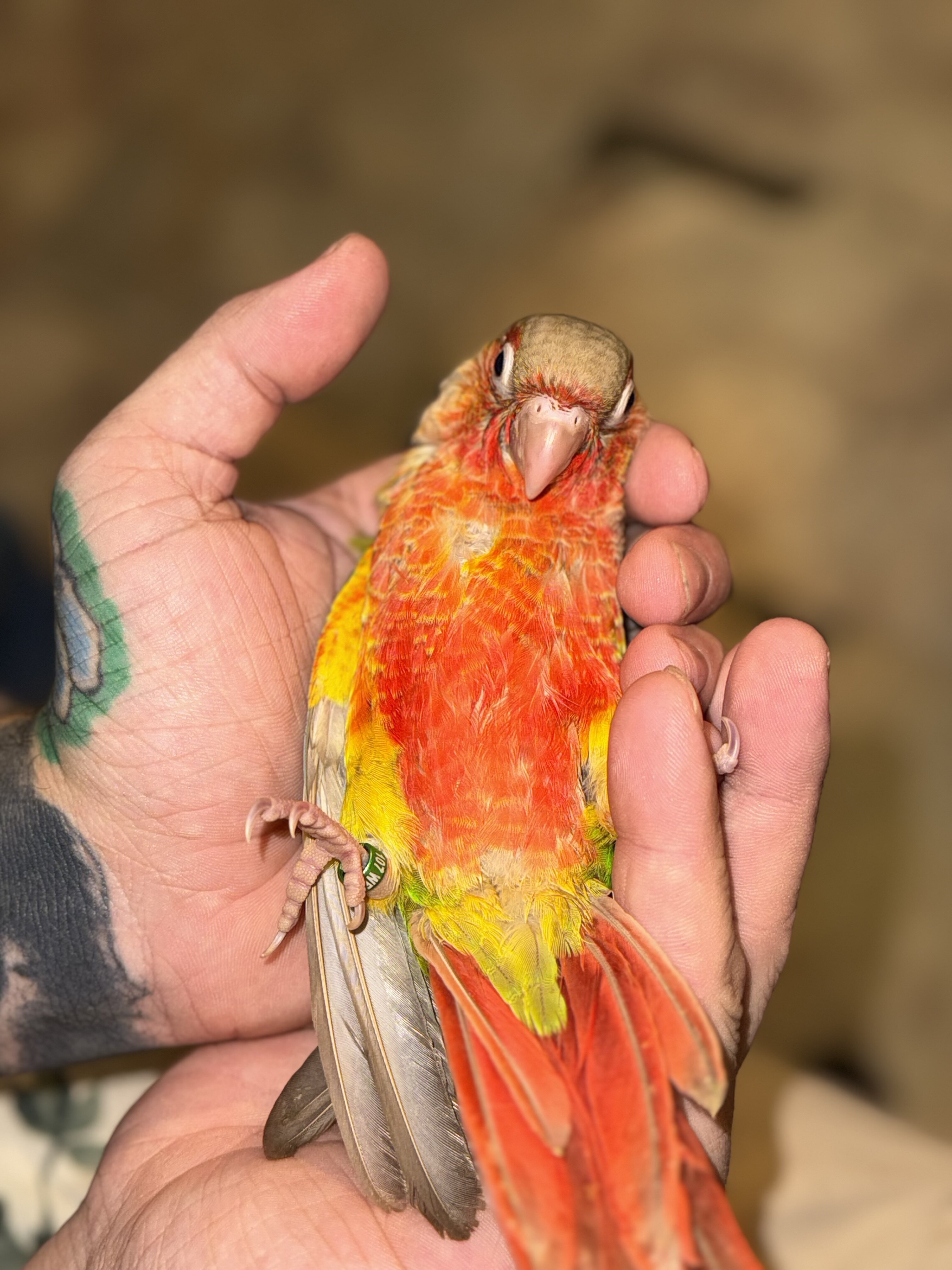 Greencheek conures image 3