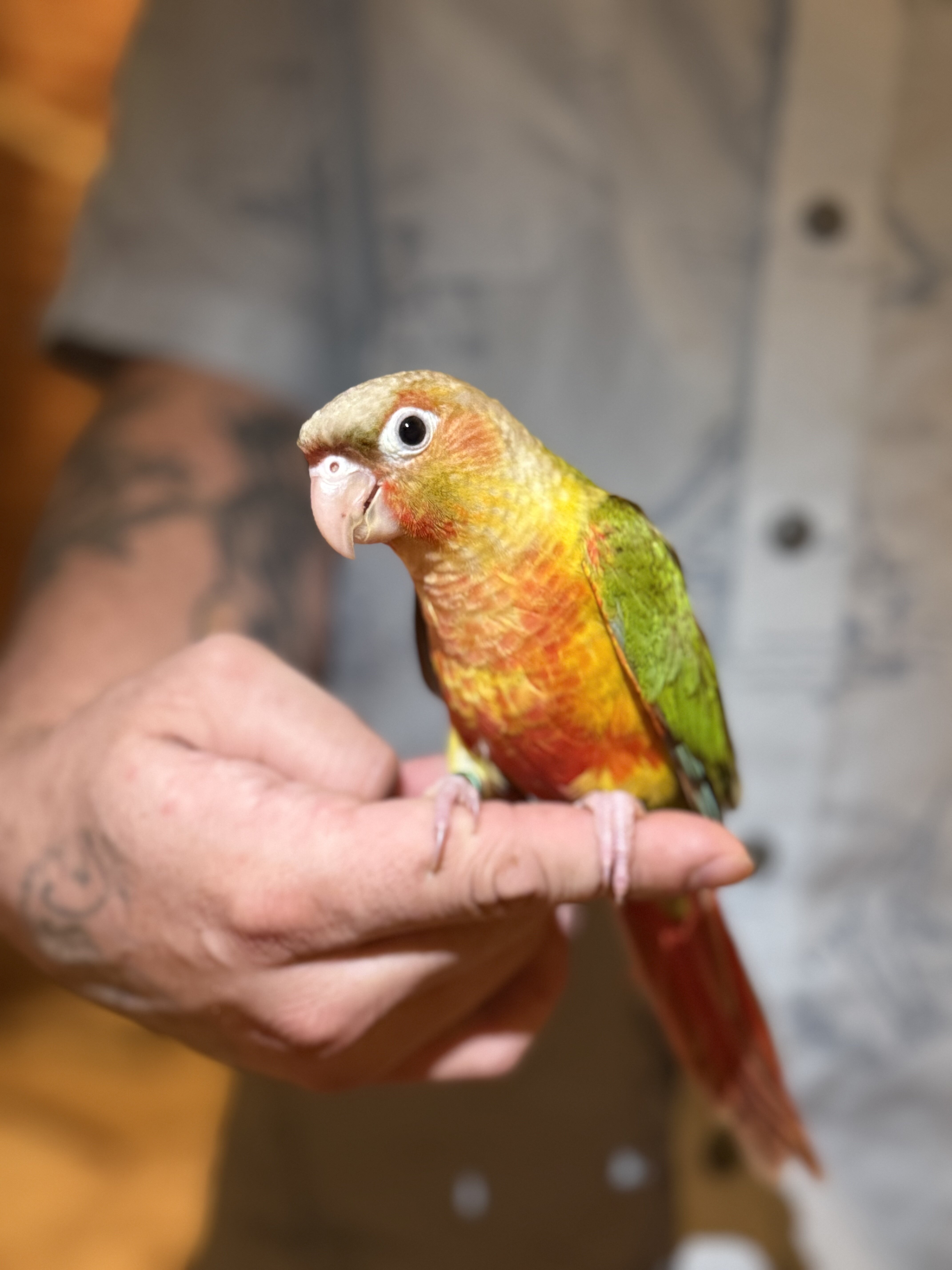 Greencheek conures image 2
