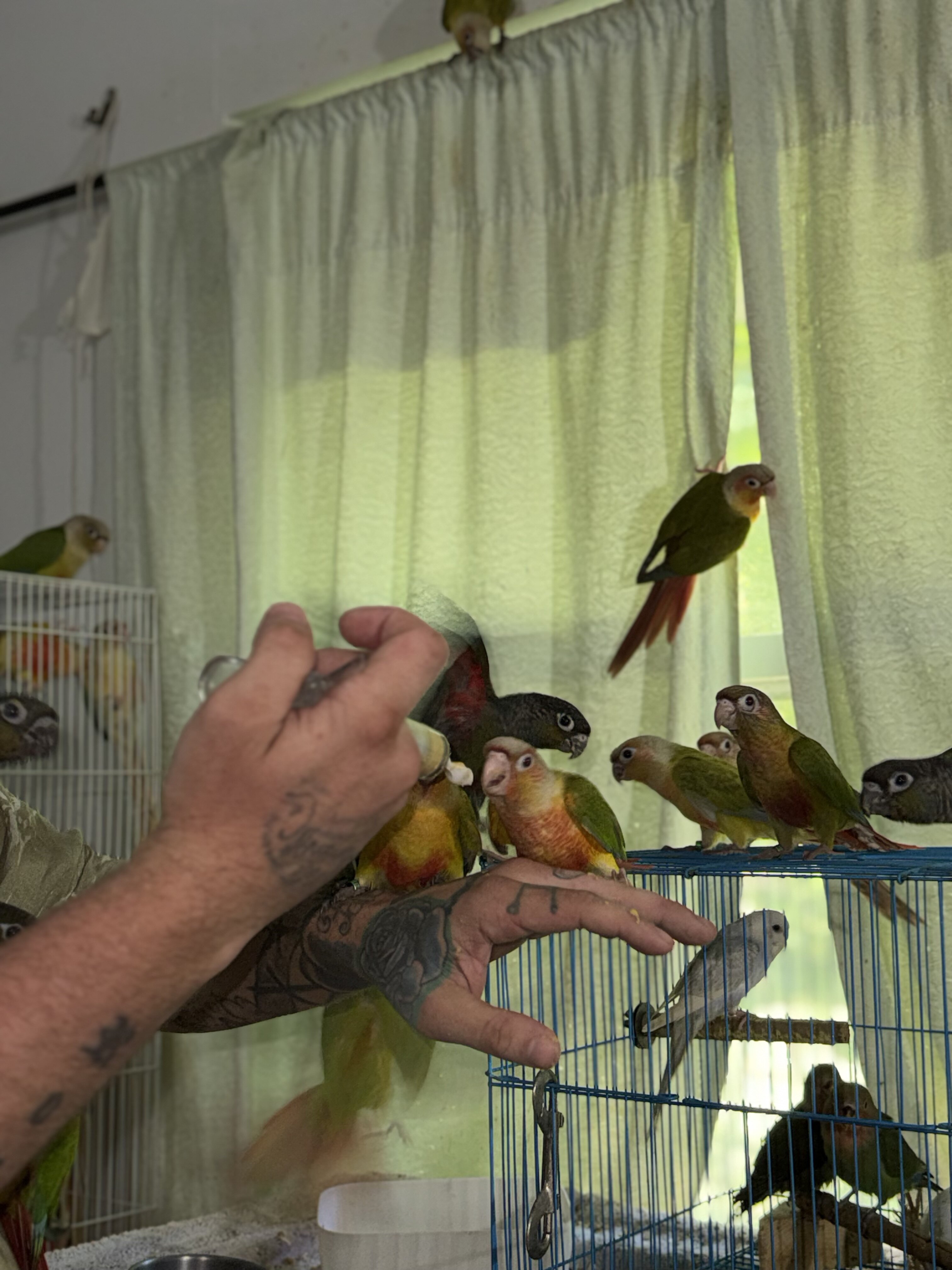 Greencheek conures image 1